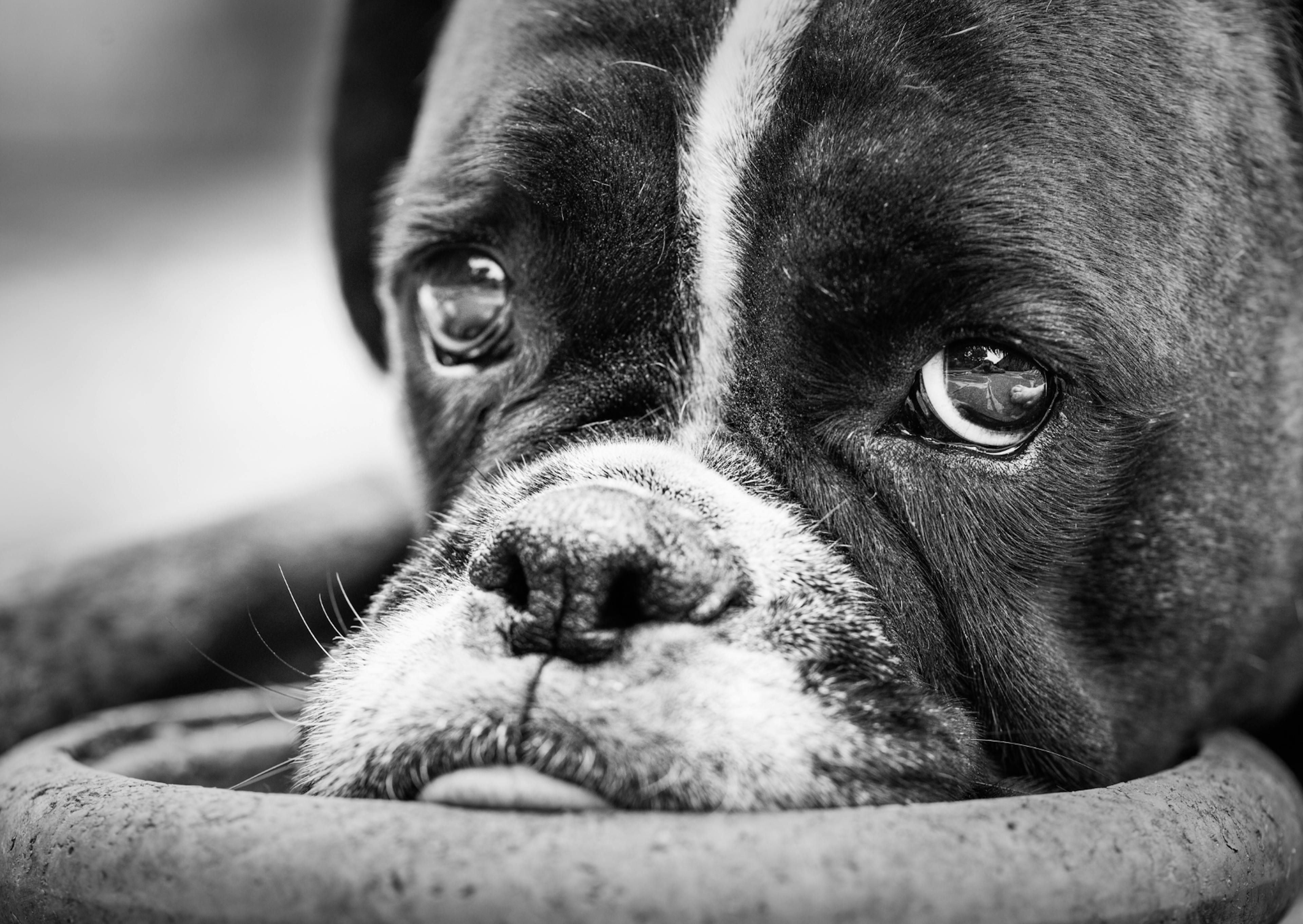 Boxer qui regarde l'objectif et est couché