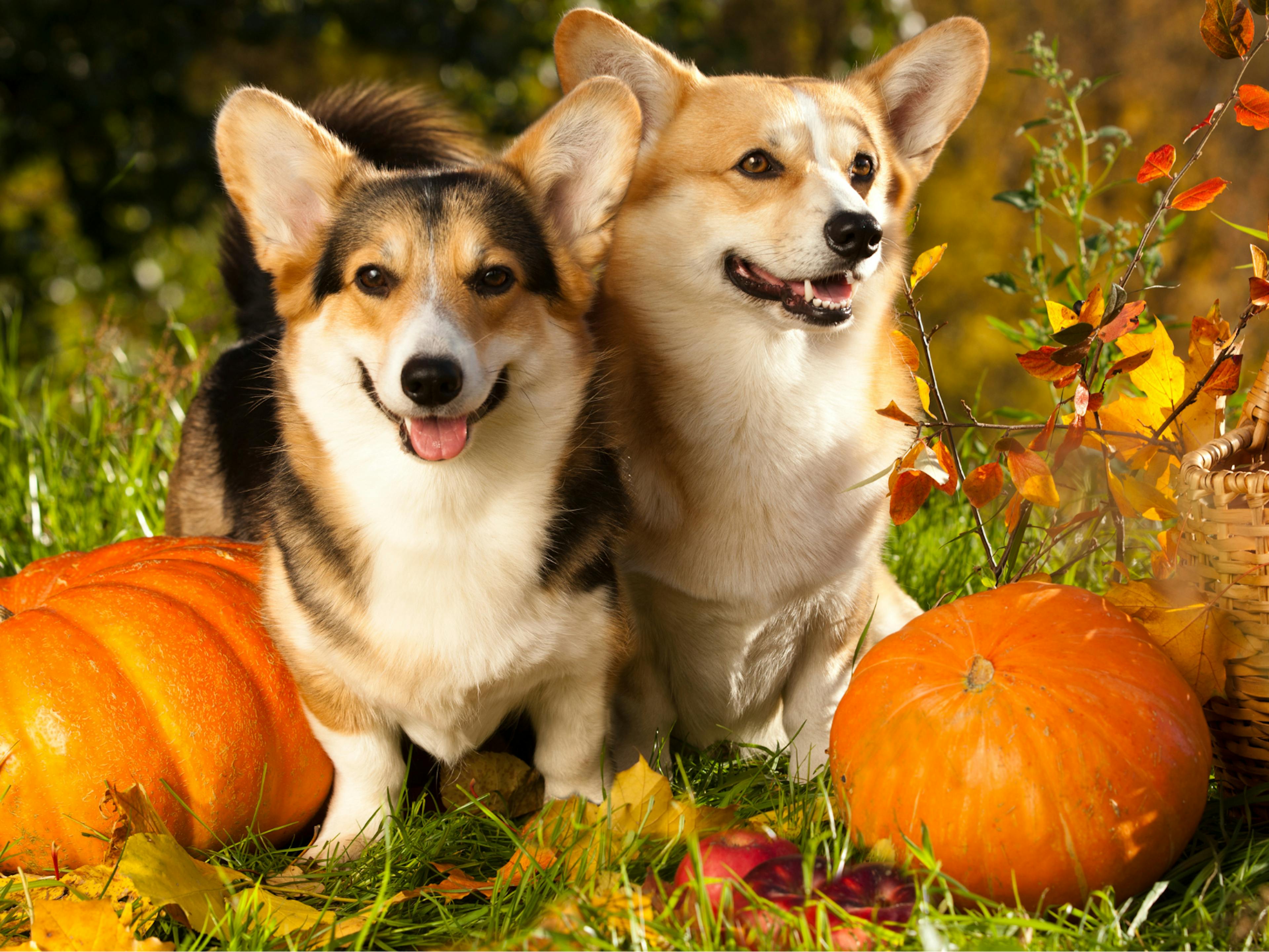 deux chien corgi assis à côté de citrouilles 