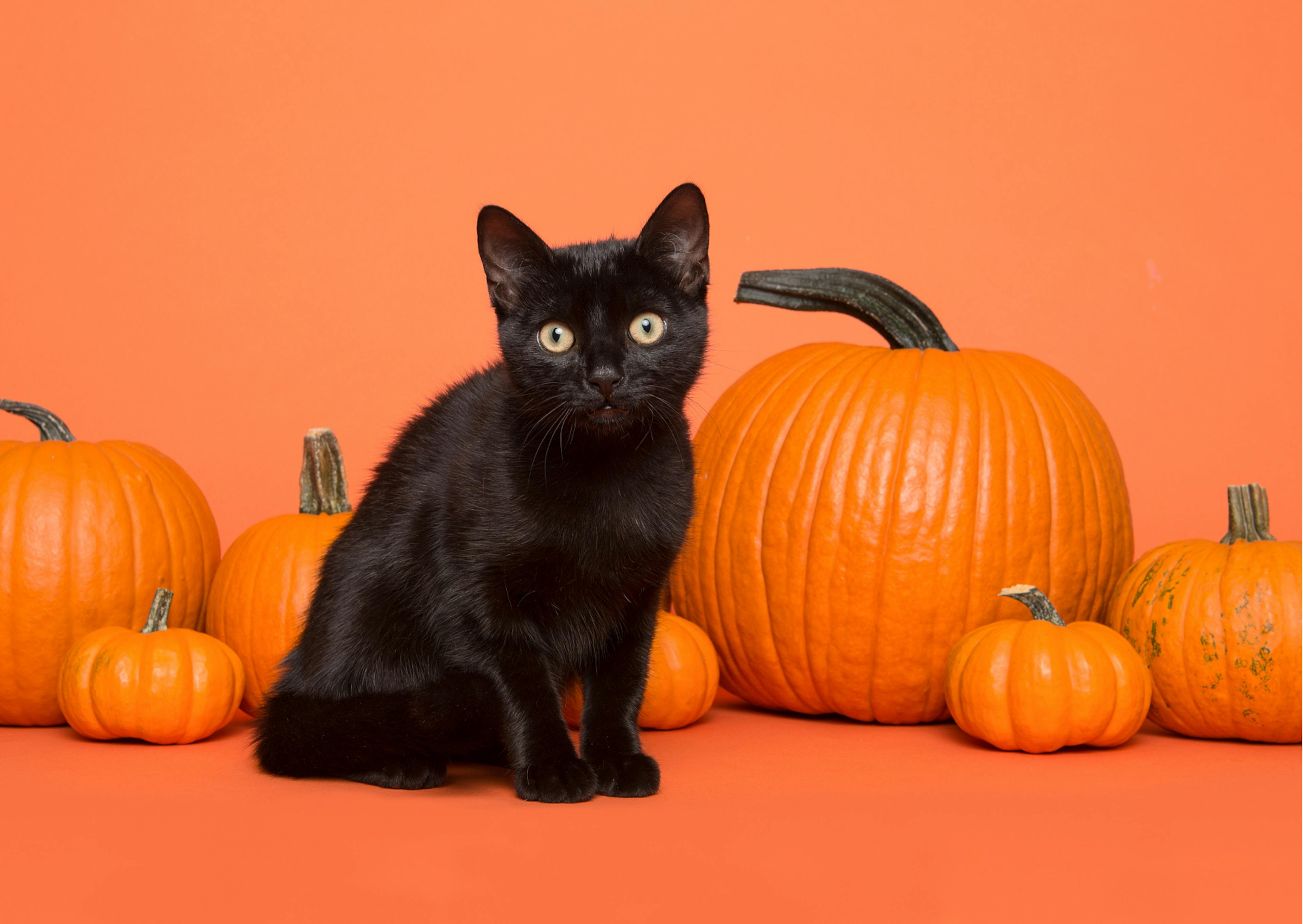 chat noir à côté de citrouilles 