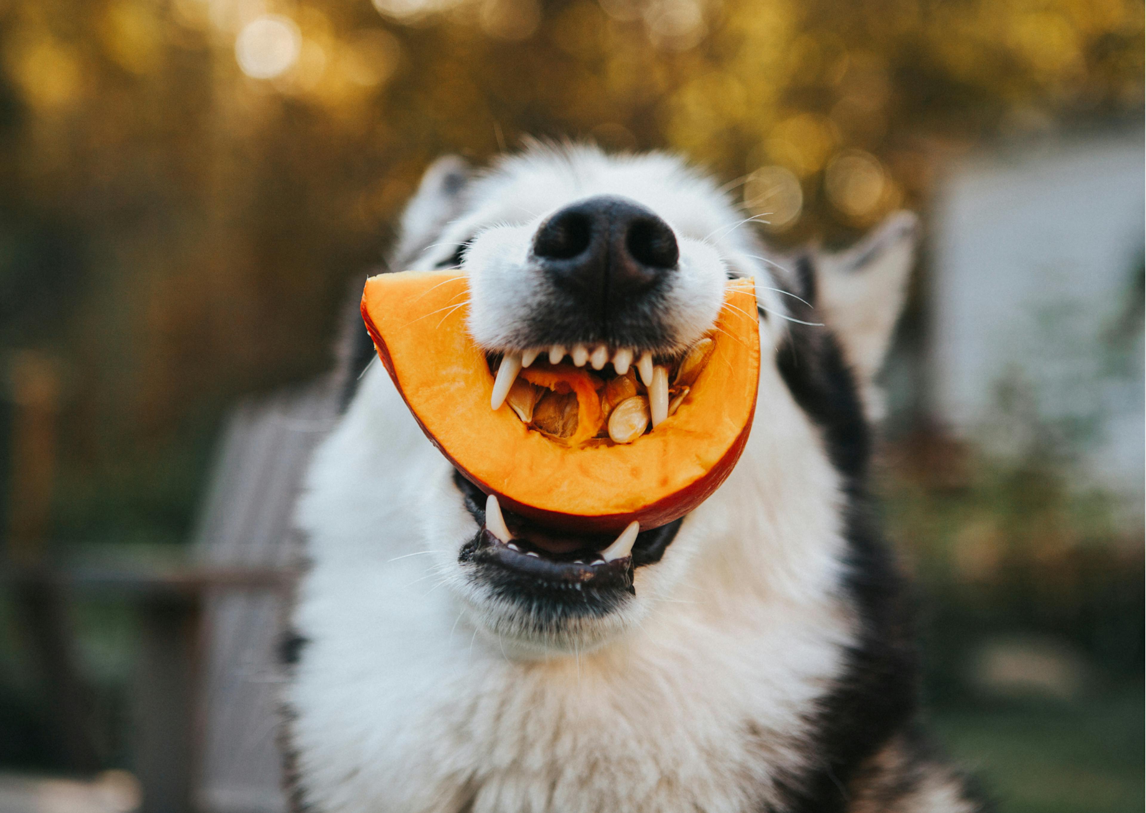 chien avec de la citrouille dans la gueule 