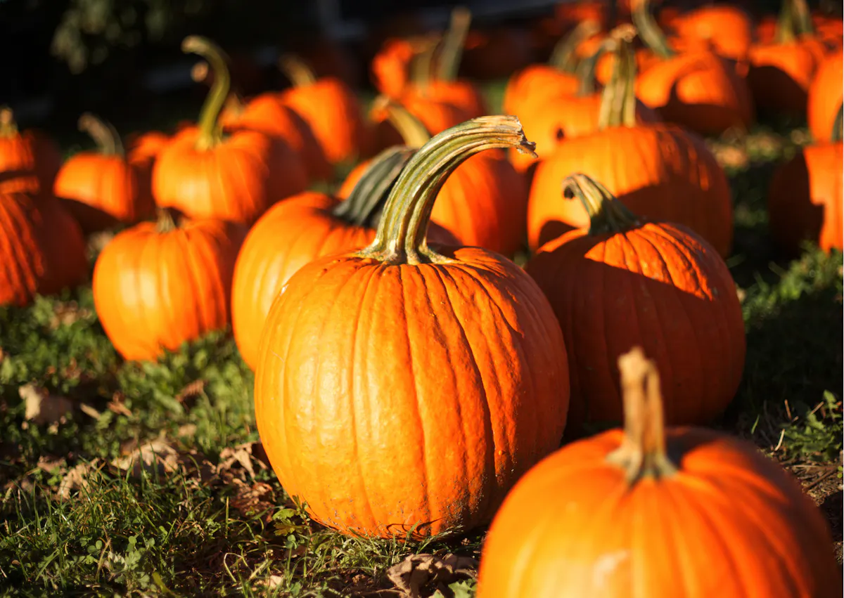Champs de citrouilles