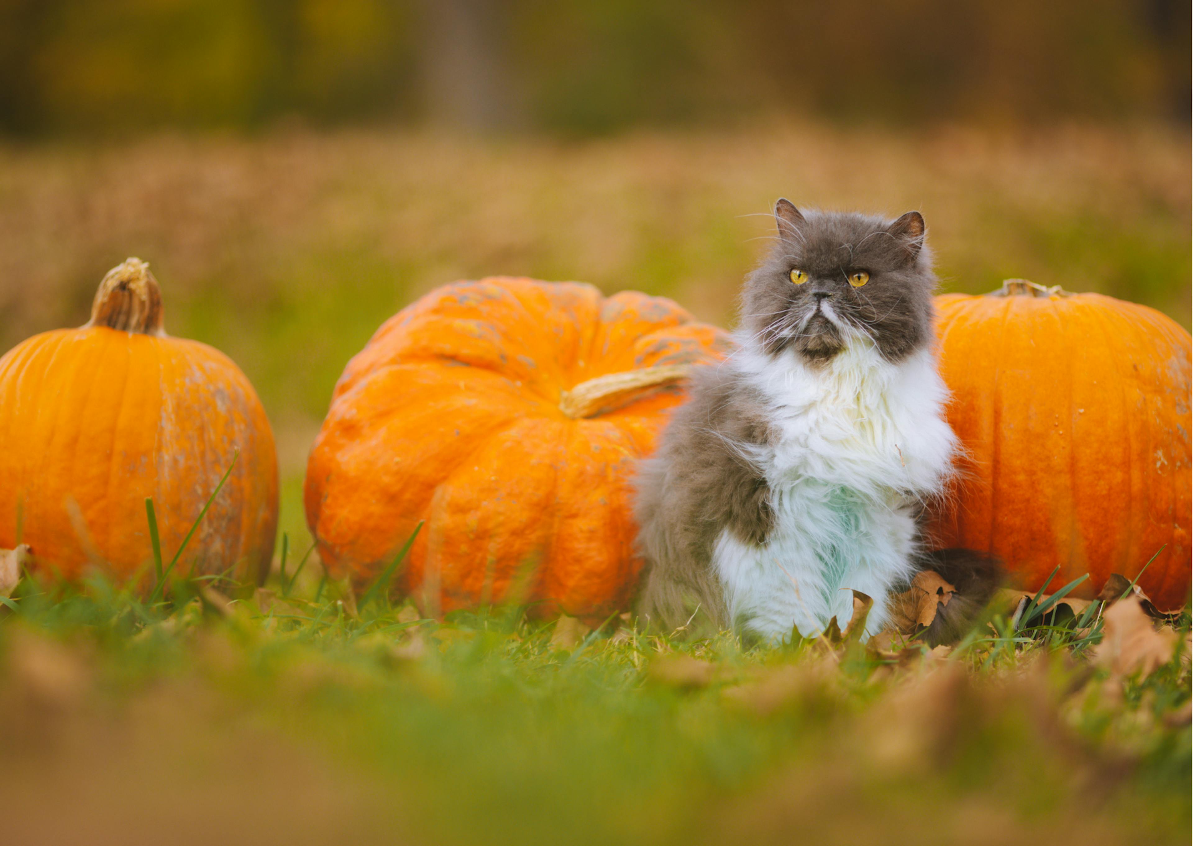 chat assis devant des citrouilles 