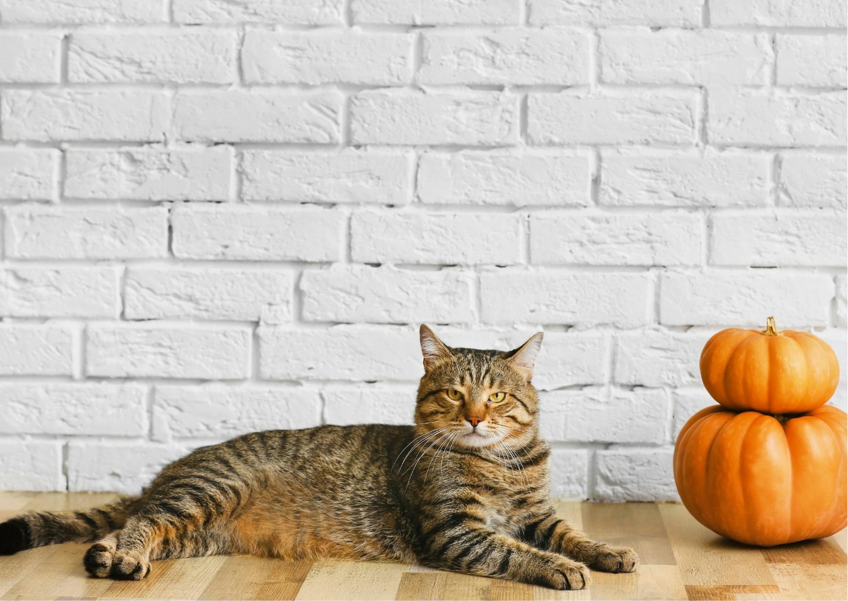 chat allongé à côté de deux citrouilles