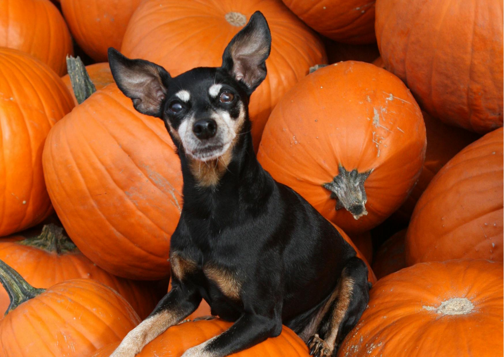 chien pincher nain dans un tas de citrouille