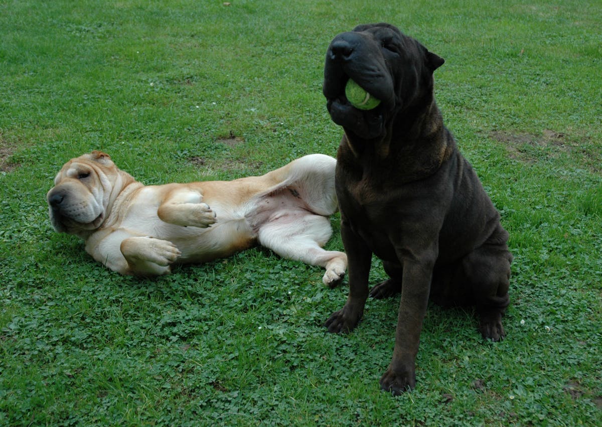 2 Shar Pei, l'un noir et assis avec un balle dans la gueule, l'autre fauve et allongé sur le dos dans l'herbe le dos