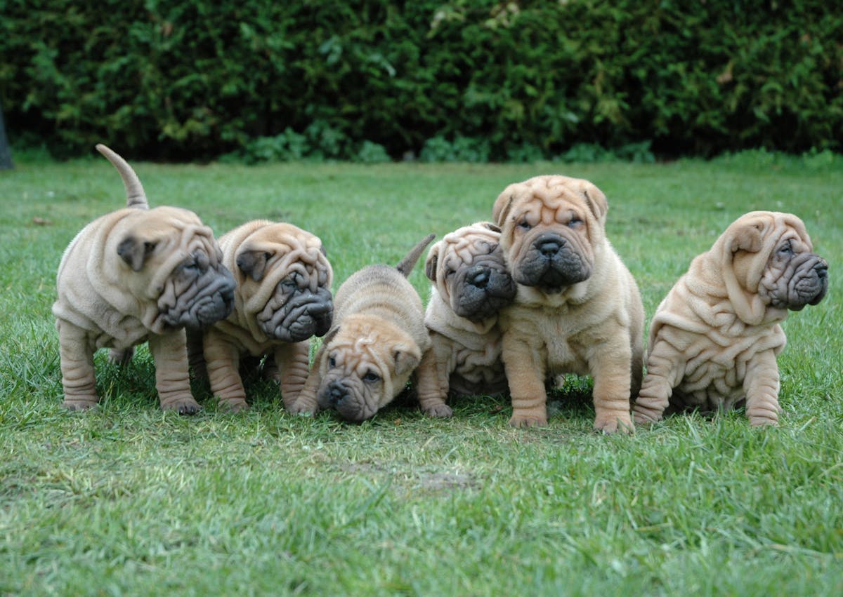 portée de Shar Pei, tous allignés les uns à côté des autres sur un étendue d'herbes