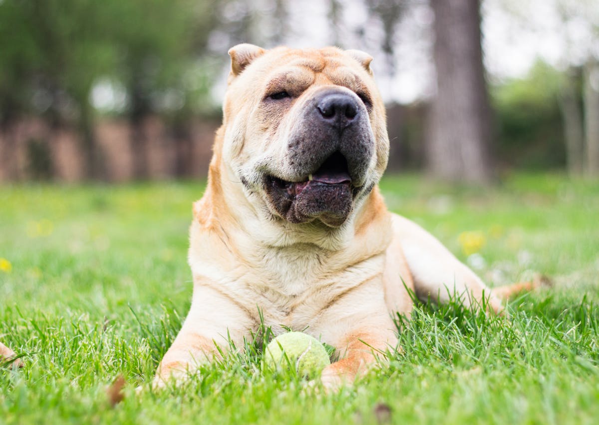 Shar Pei couché dans l'herbe avec une balle entre les pattes