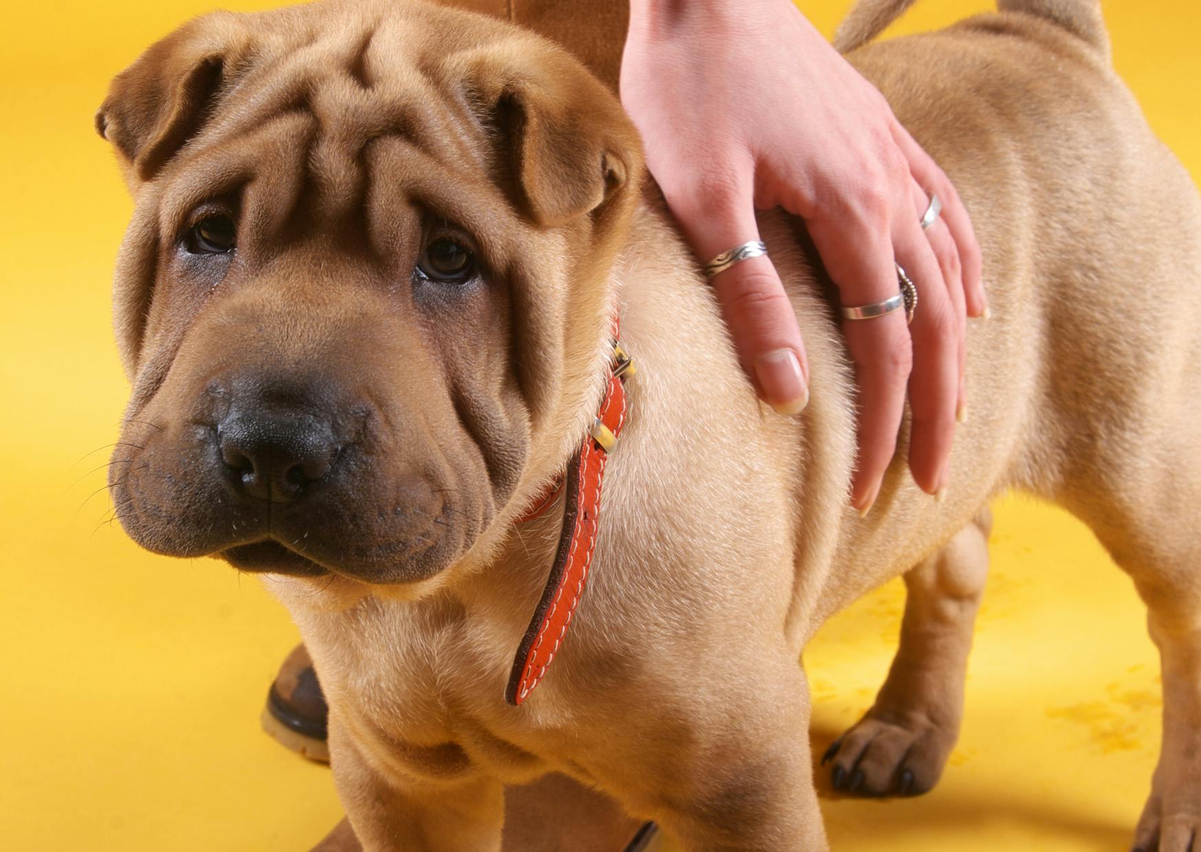Shar Pei chiot qui se fait carresser par son maître