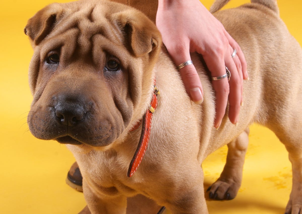 Shar Pei chiot qui se fait carresser par son maître 