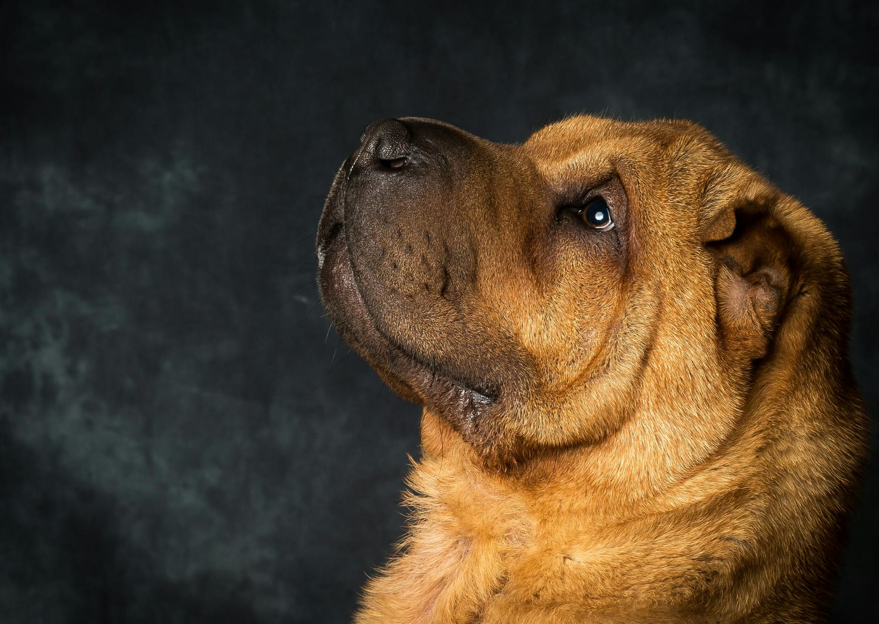 Shar Pei sur un fond noir qui regarde vers le haut, l'air curieux
