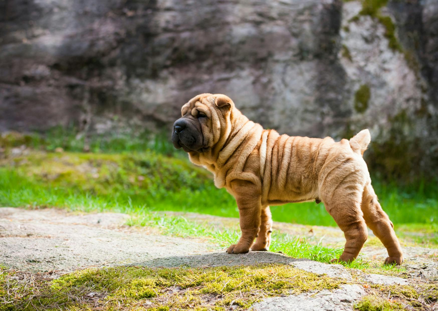 Shar Pei debout et attentif à ce qui se passe autours de lui, il est sur un rocher