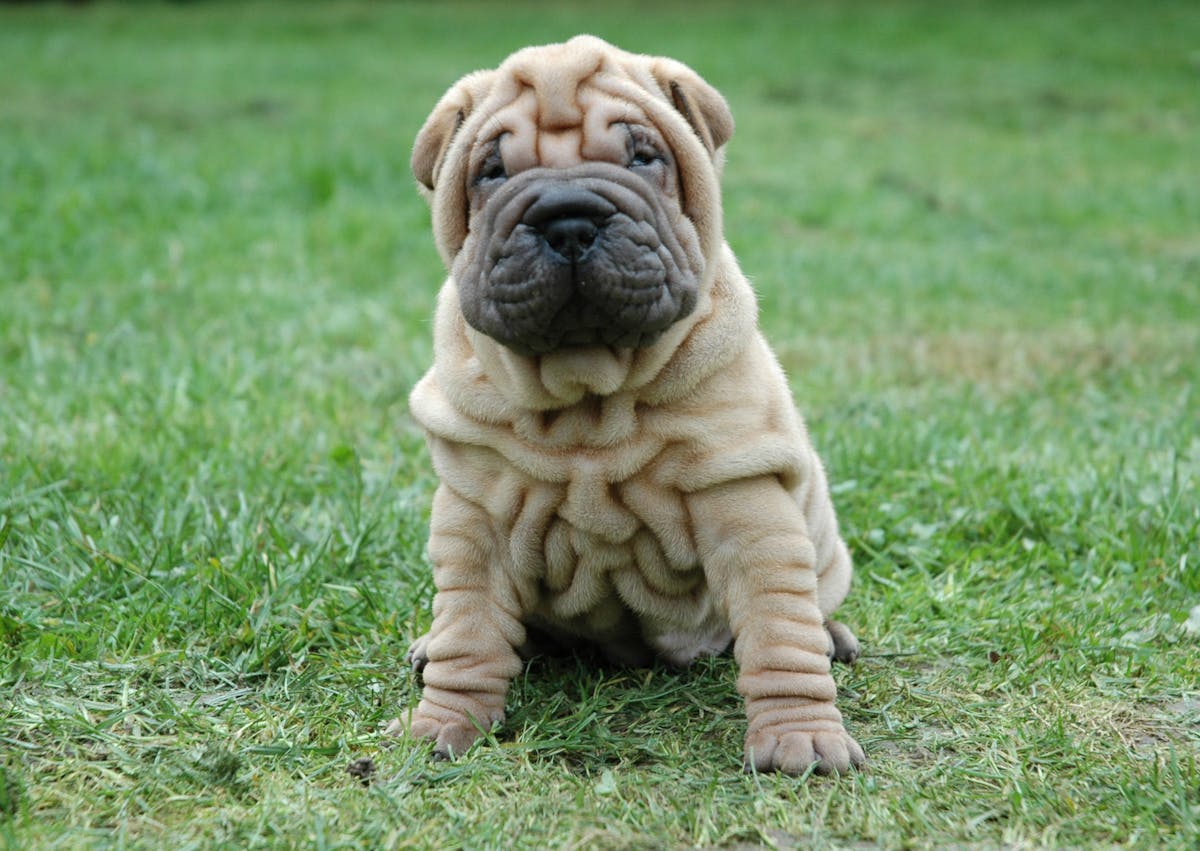 Shar Pei chiot assis dans l'herbe face à l'objectif