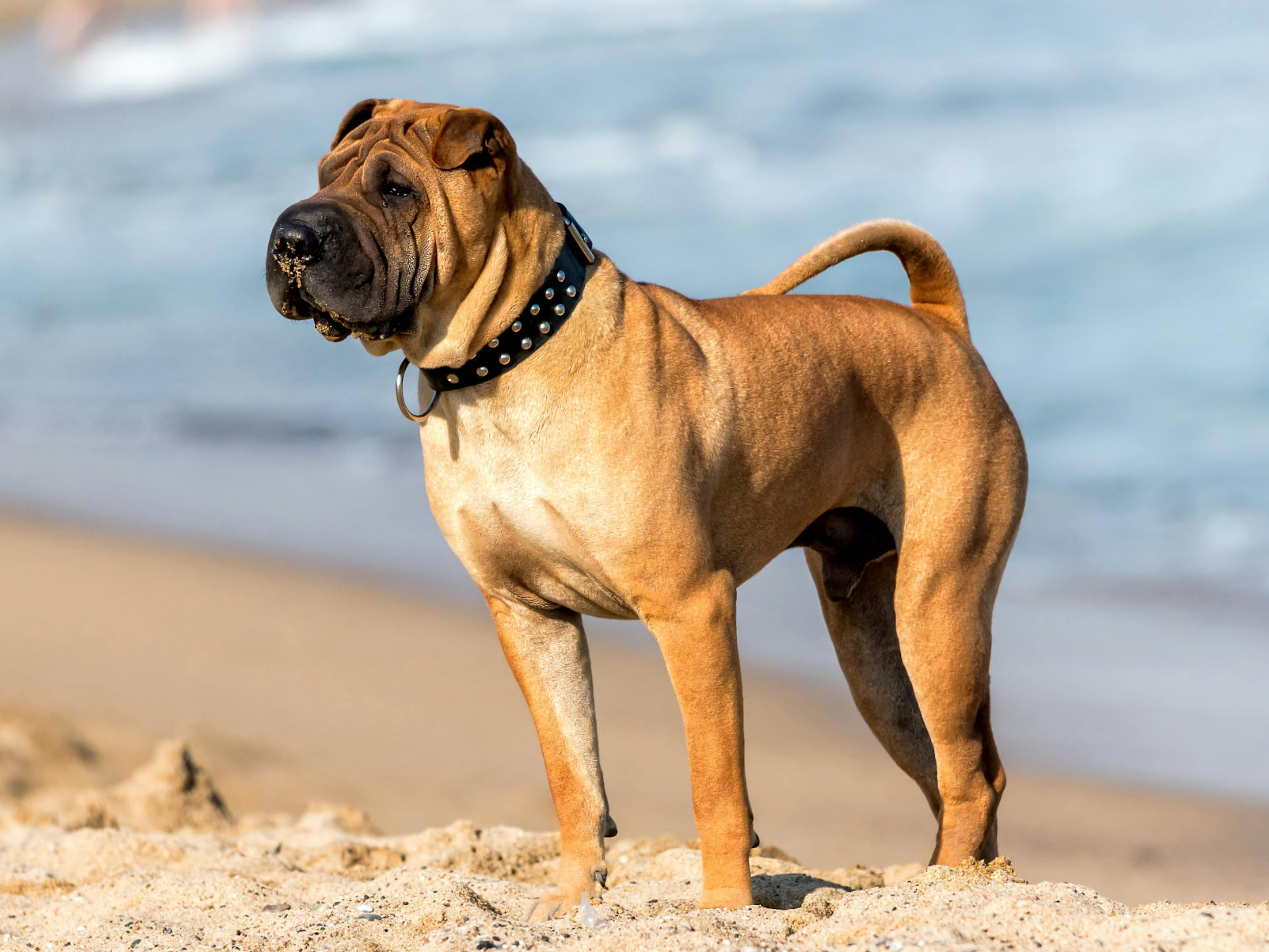 Shar Pei debout sur du sable fin au bord de la mer qui regarde au loin