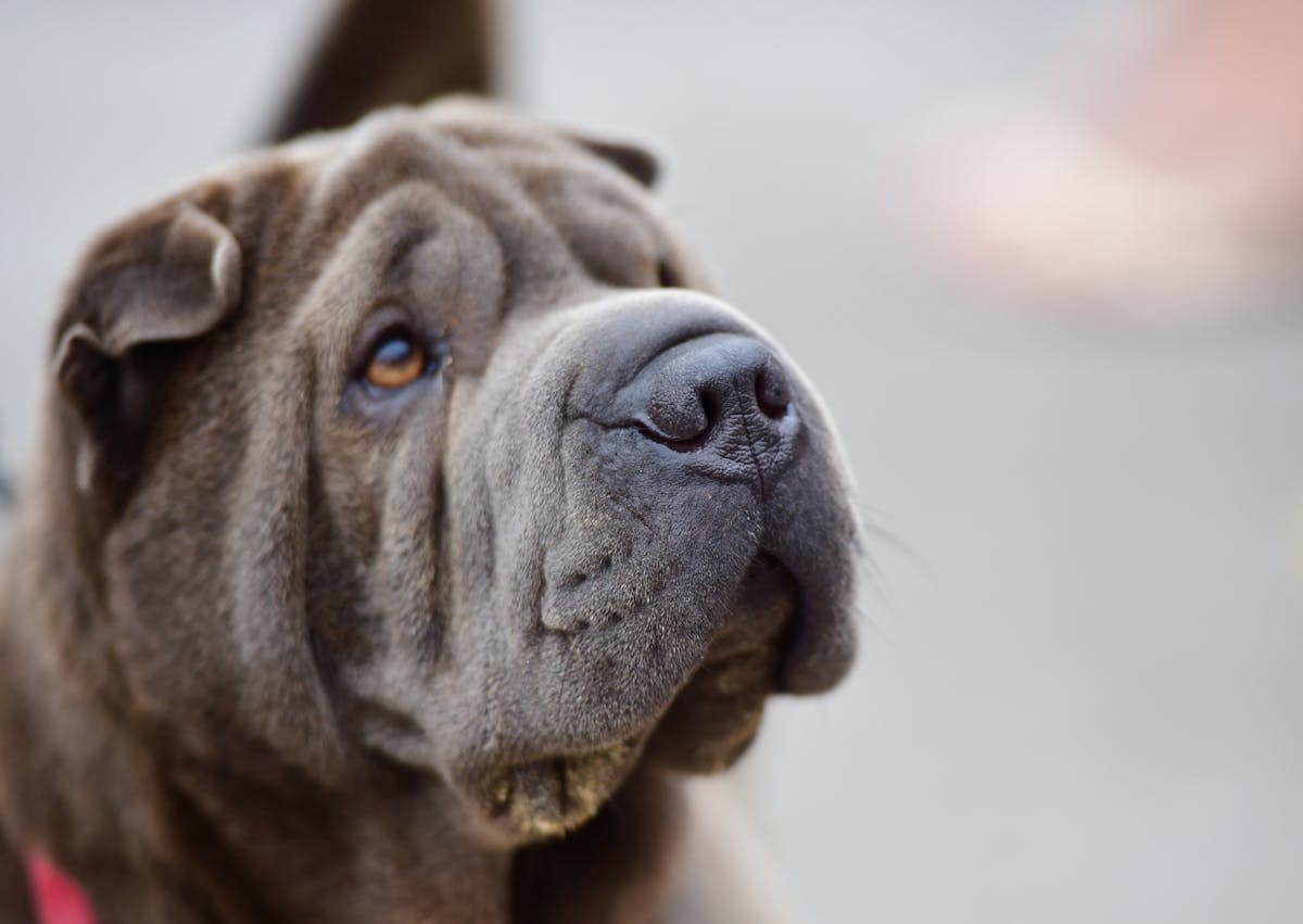 tête de Shar Pei qui regarde vers le haut, il a un collier rouge