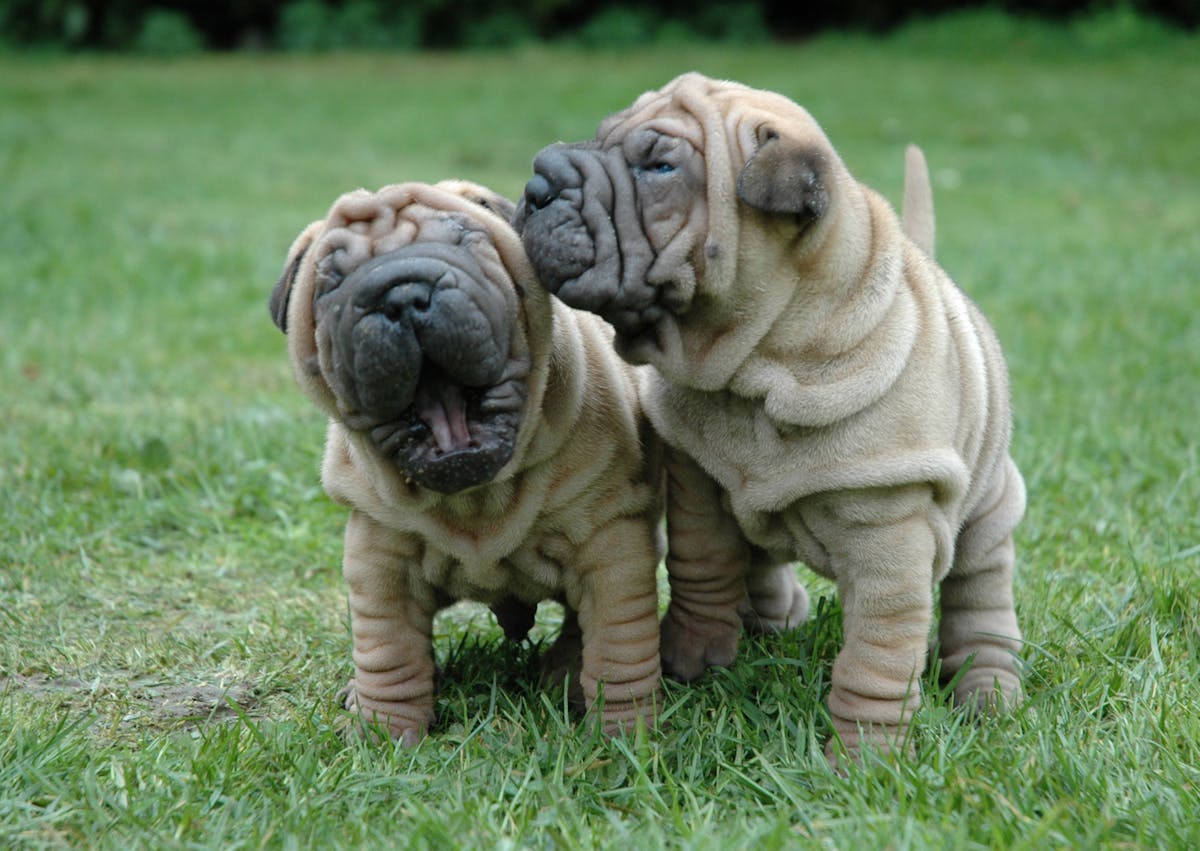 2 chiot Shar Pei, l'un baille, l'autre renifle le premier