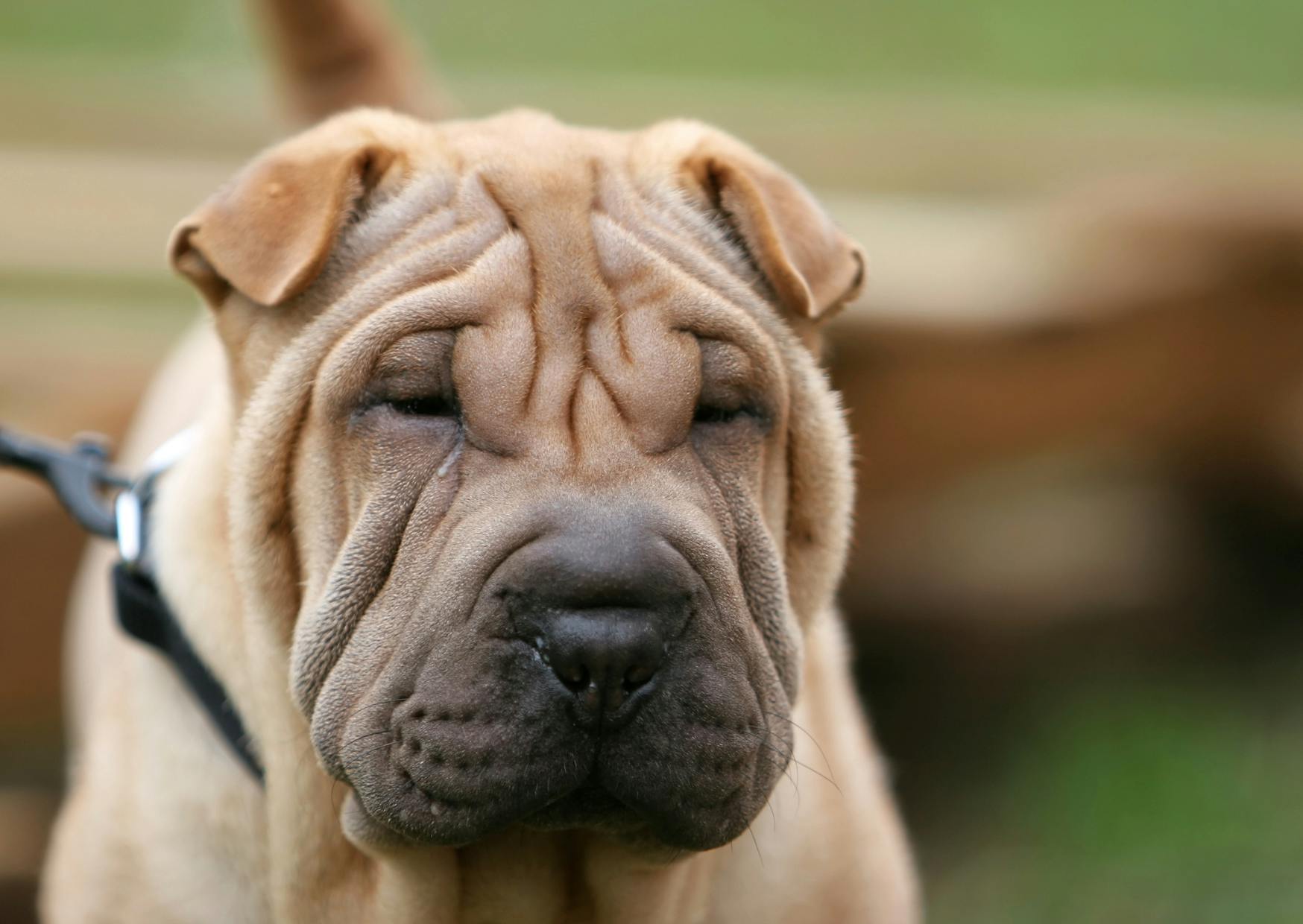 tête de Shar Pei faue qui regarde vers le bas et est tenu en laisse