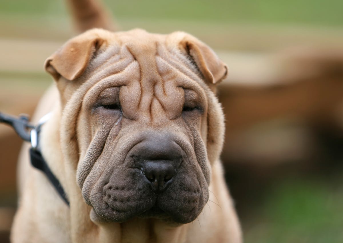 tête de Shar Pei faue qui regarde vers le bas et est tenu en laisse