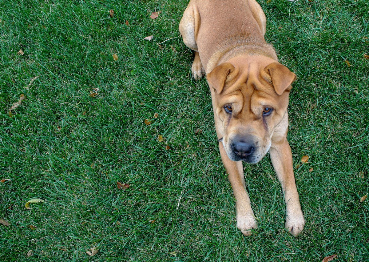 Shar Pei couché dans l'herbe qui regarde vers le haut