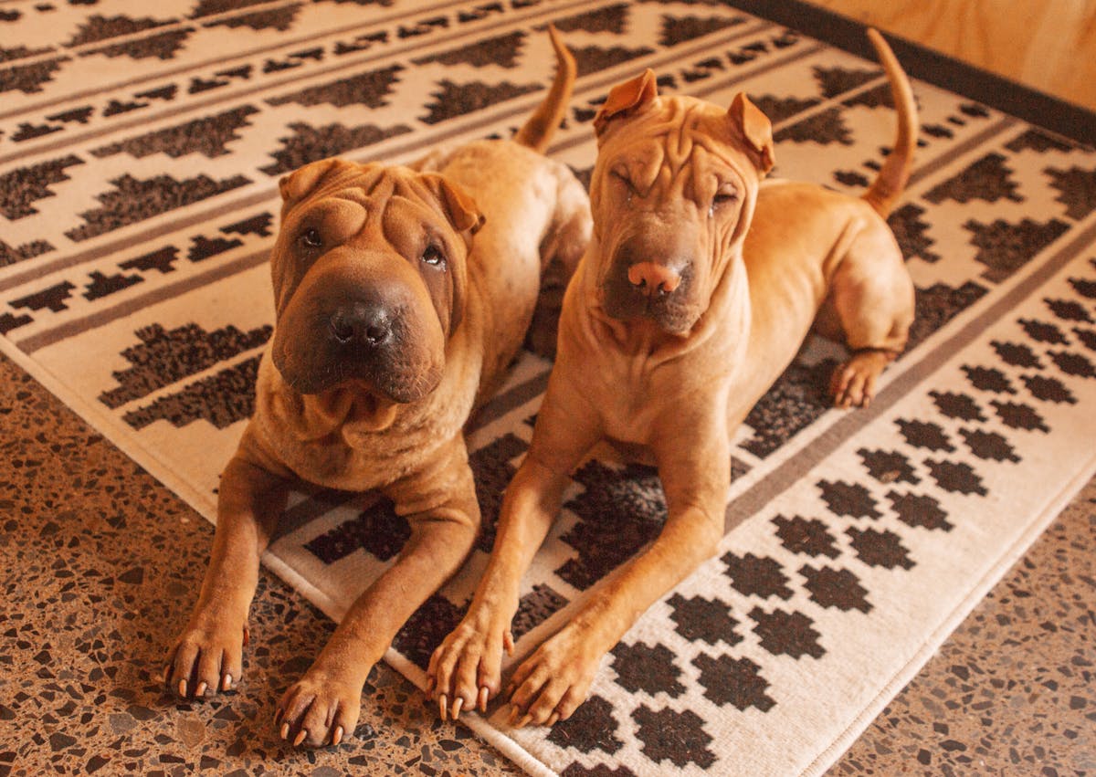 2 Shar Pei couché et attentif sur un tapis