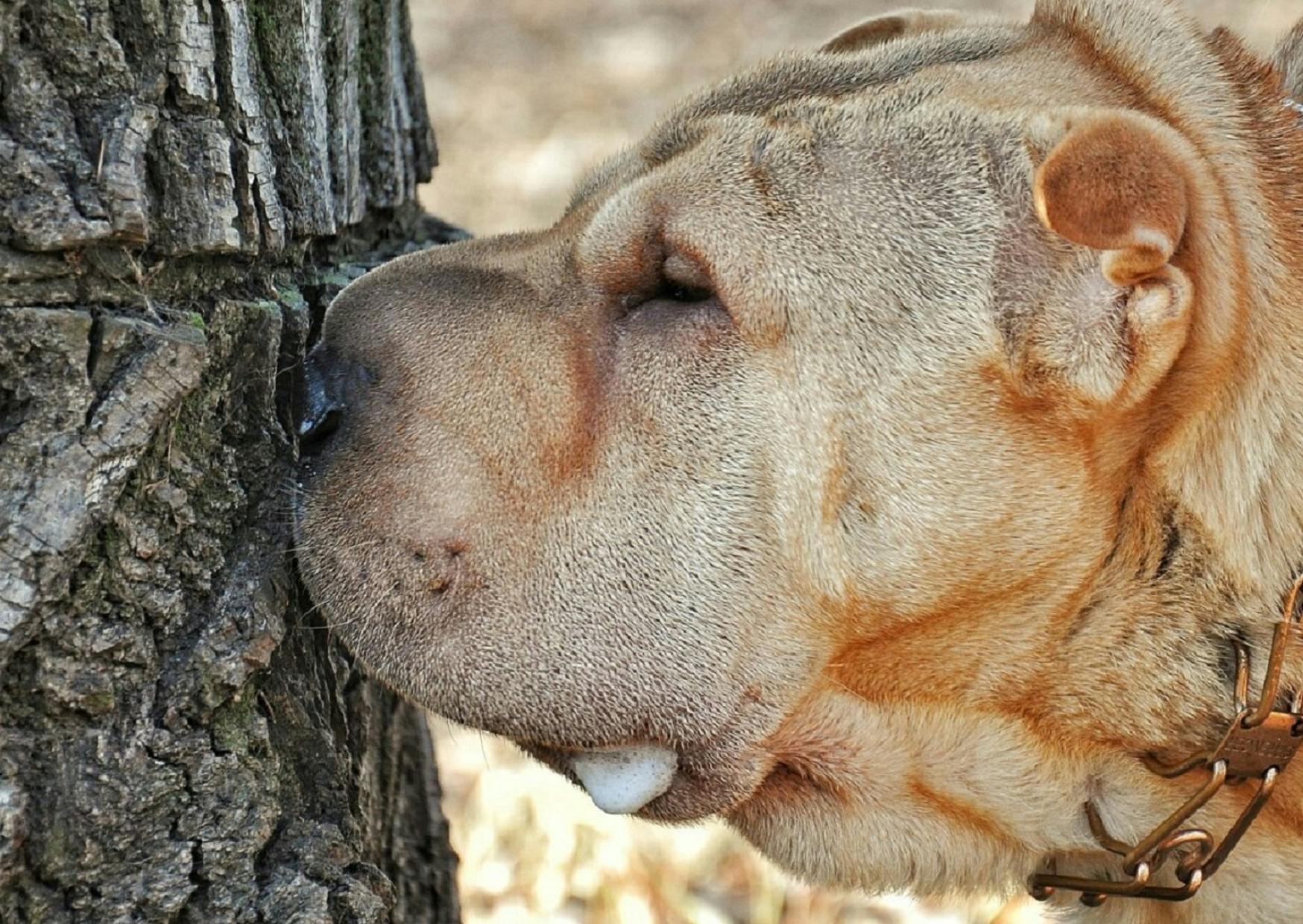 Shar Pei qui sent des odeurs sur un arbre