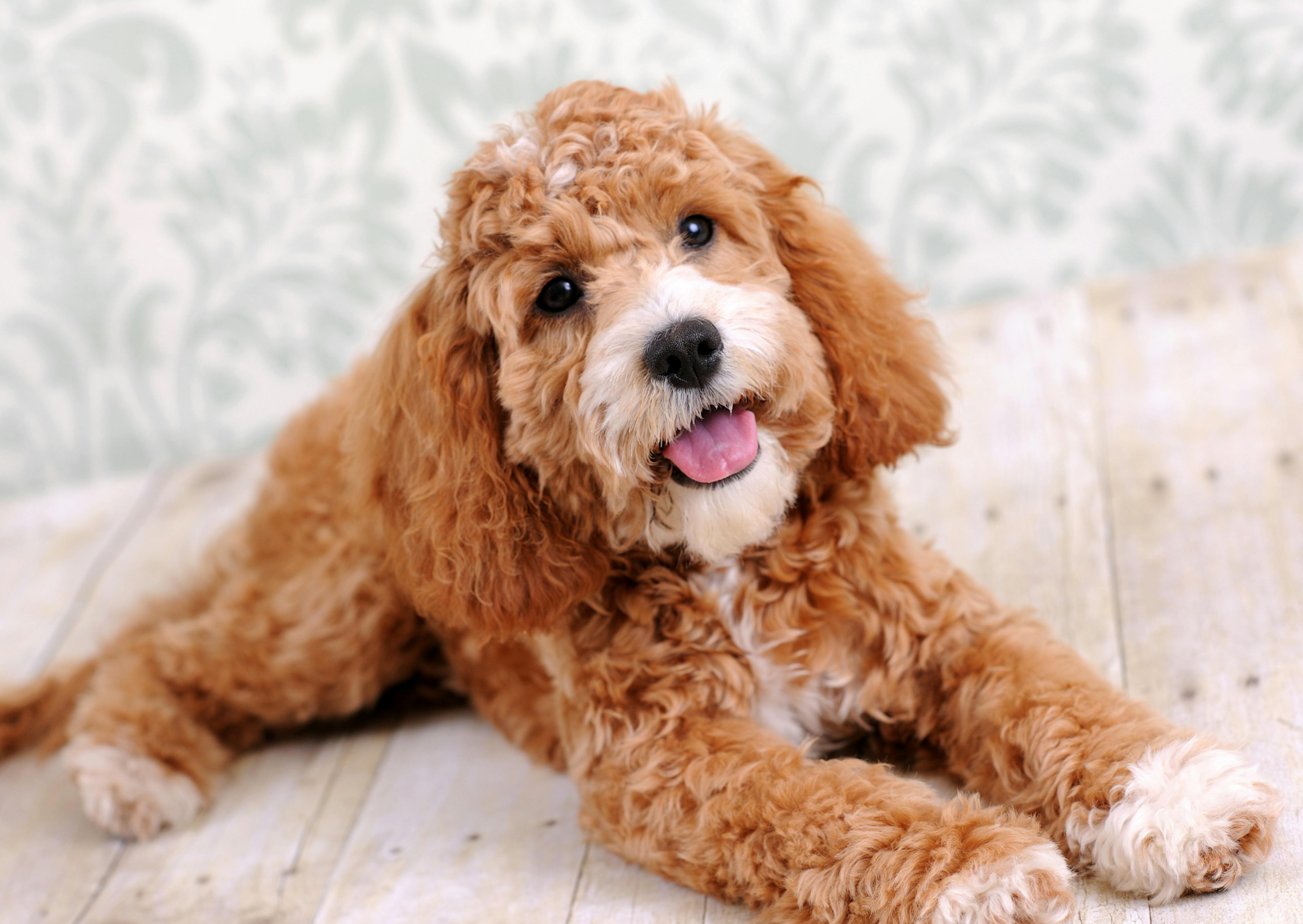 Cockapoo fauve chiot couché sur un lit 