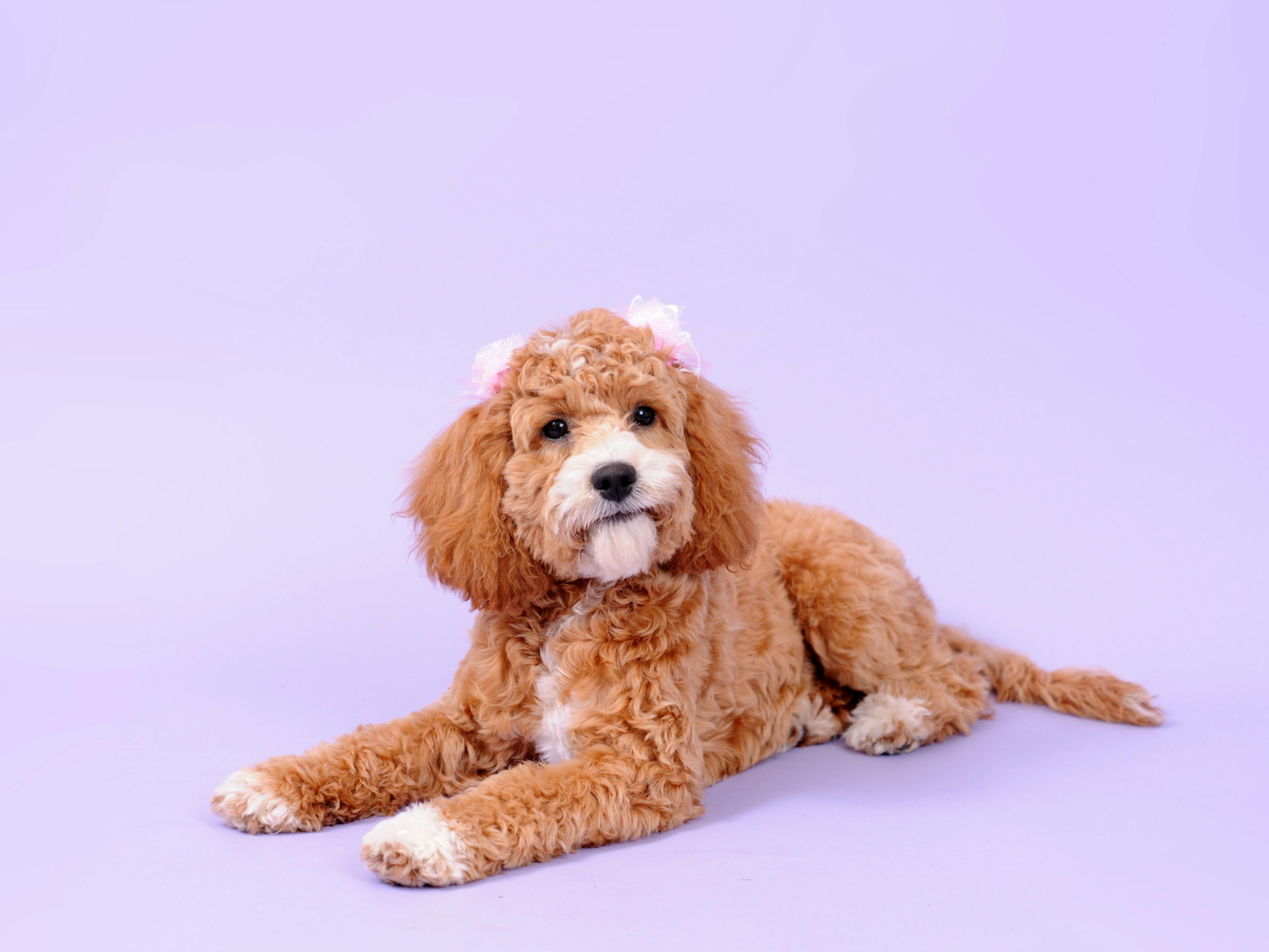 Cockapoo couché avec des petits noeuds dans les cheveux sur un fond violet