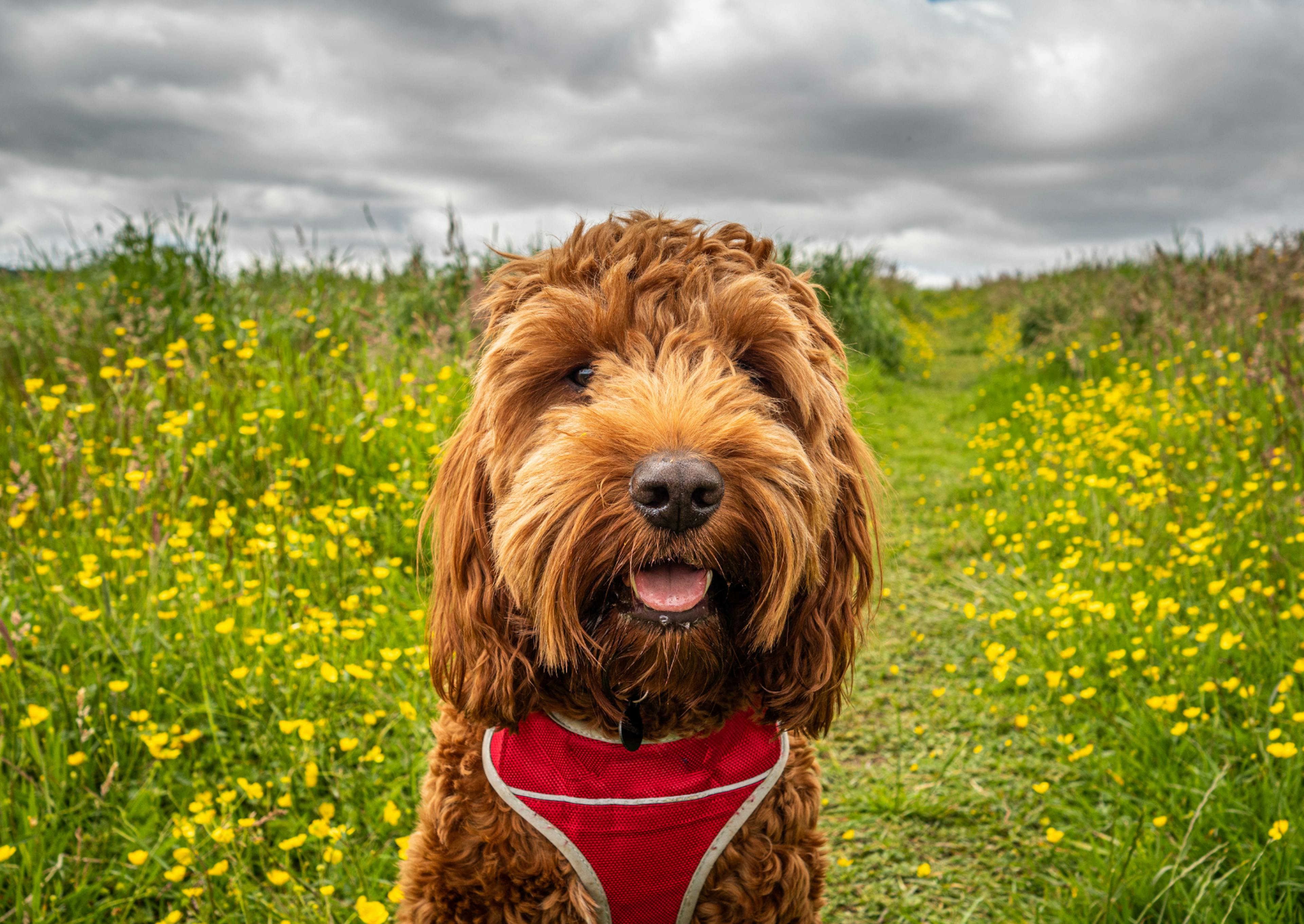 Cockapoo en premier plan avec un harnais rouge, derrière lui il y a une étendue d'herbes et de fleurs