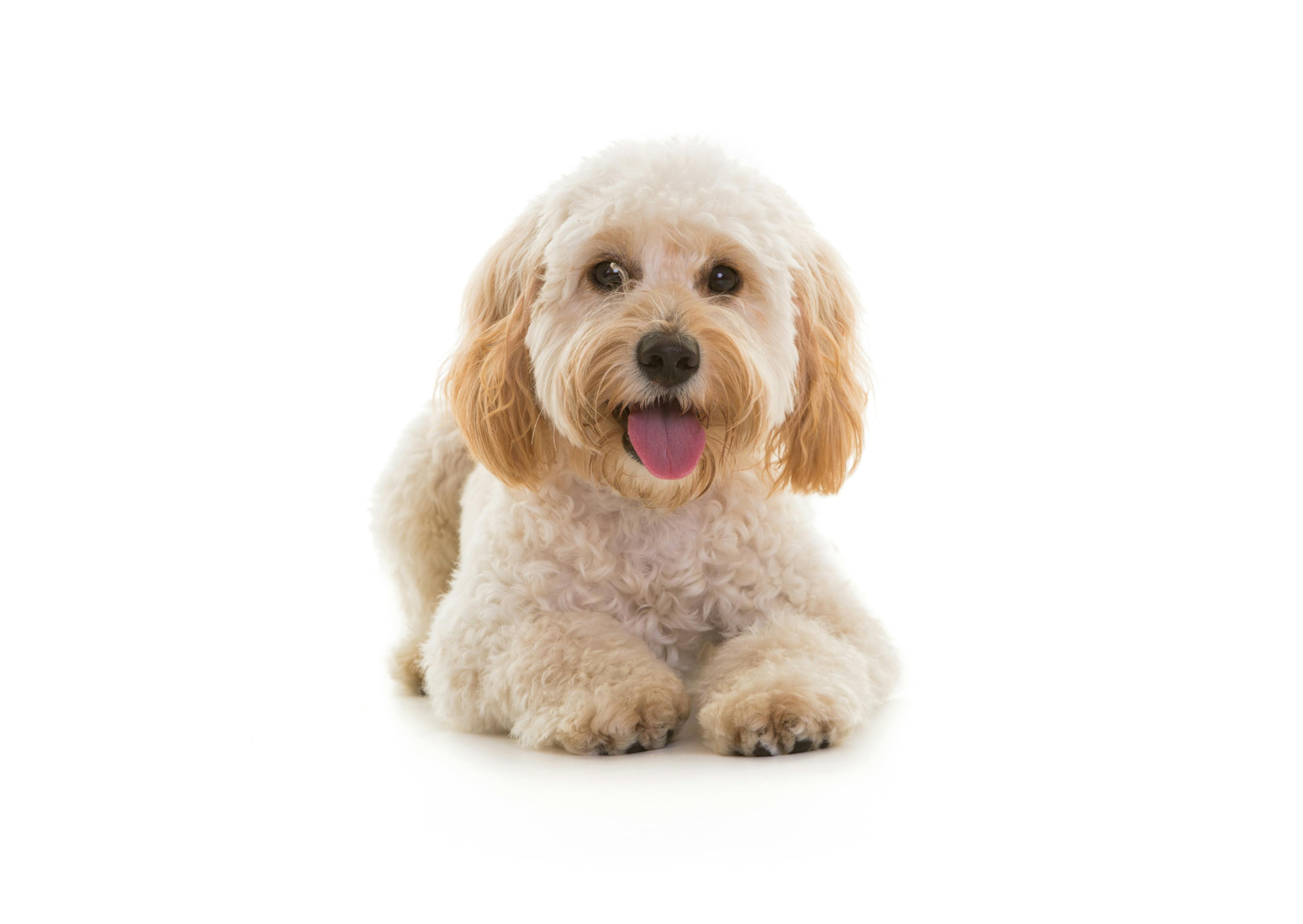 Cockapoo couché sur un fond blanc