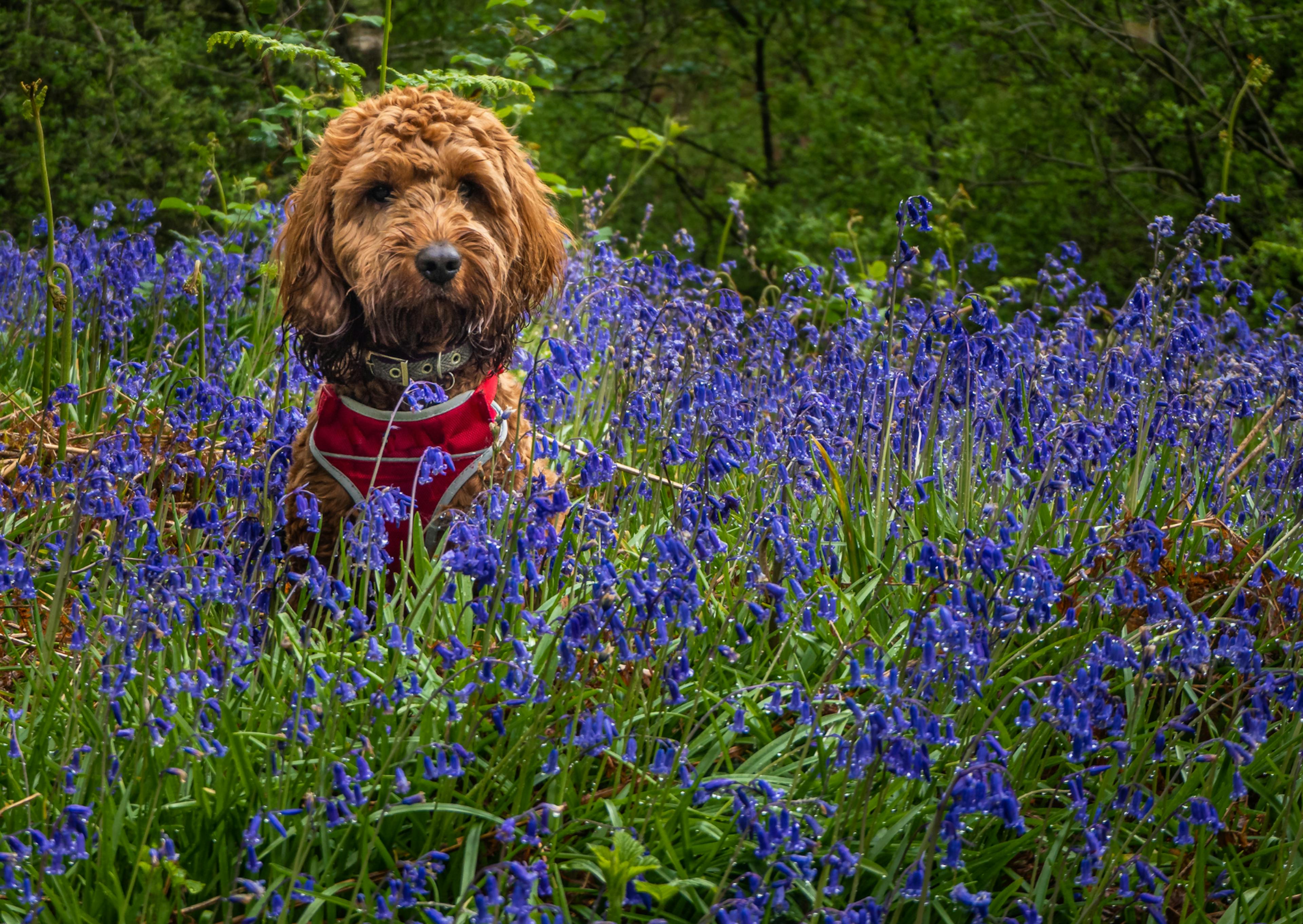 Cockapoo assis au milieu d'un champs de lavande