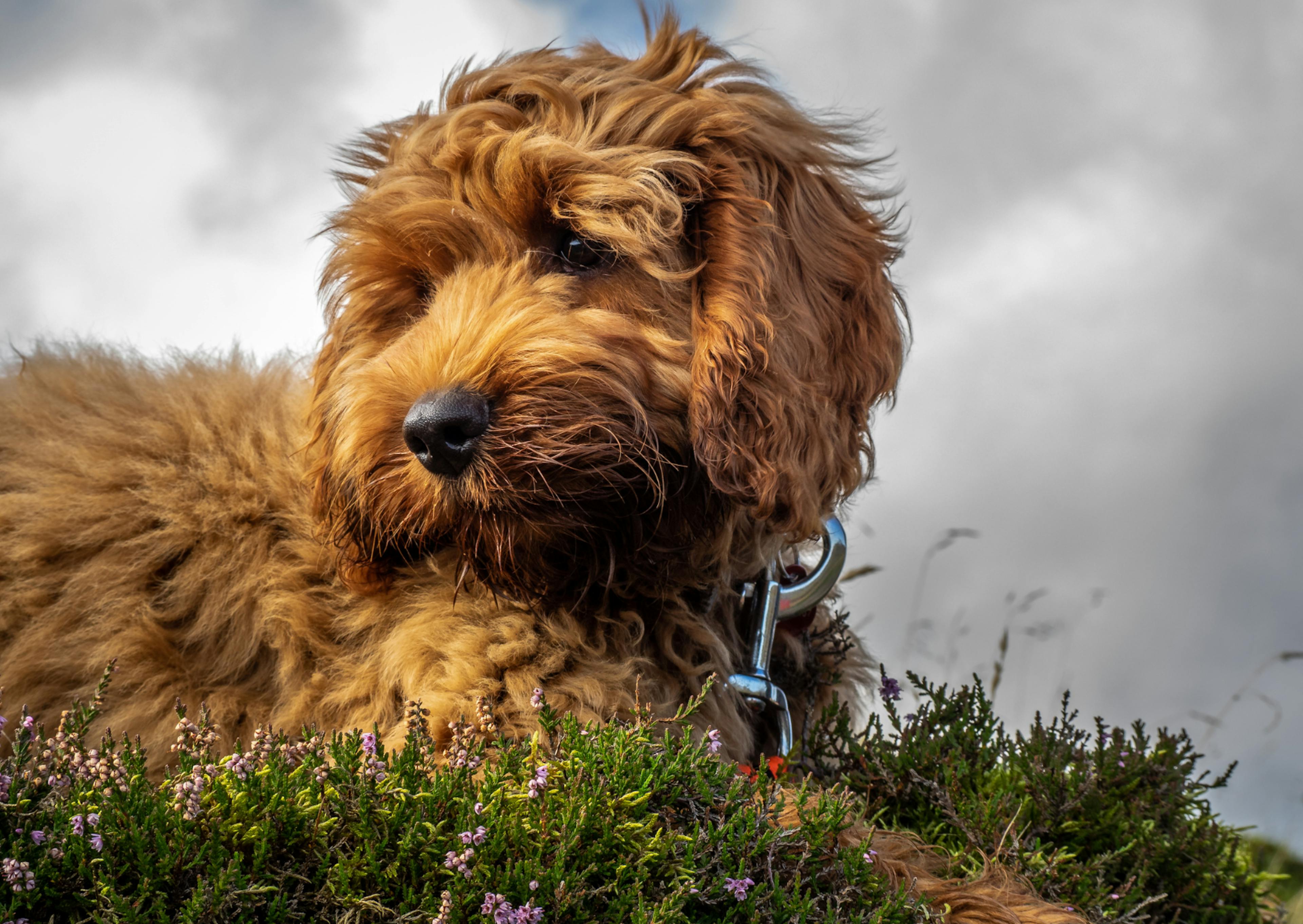 Cockapoo qui regarde derrière lui, il est couché dans l'herbe