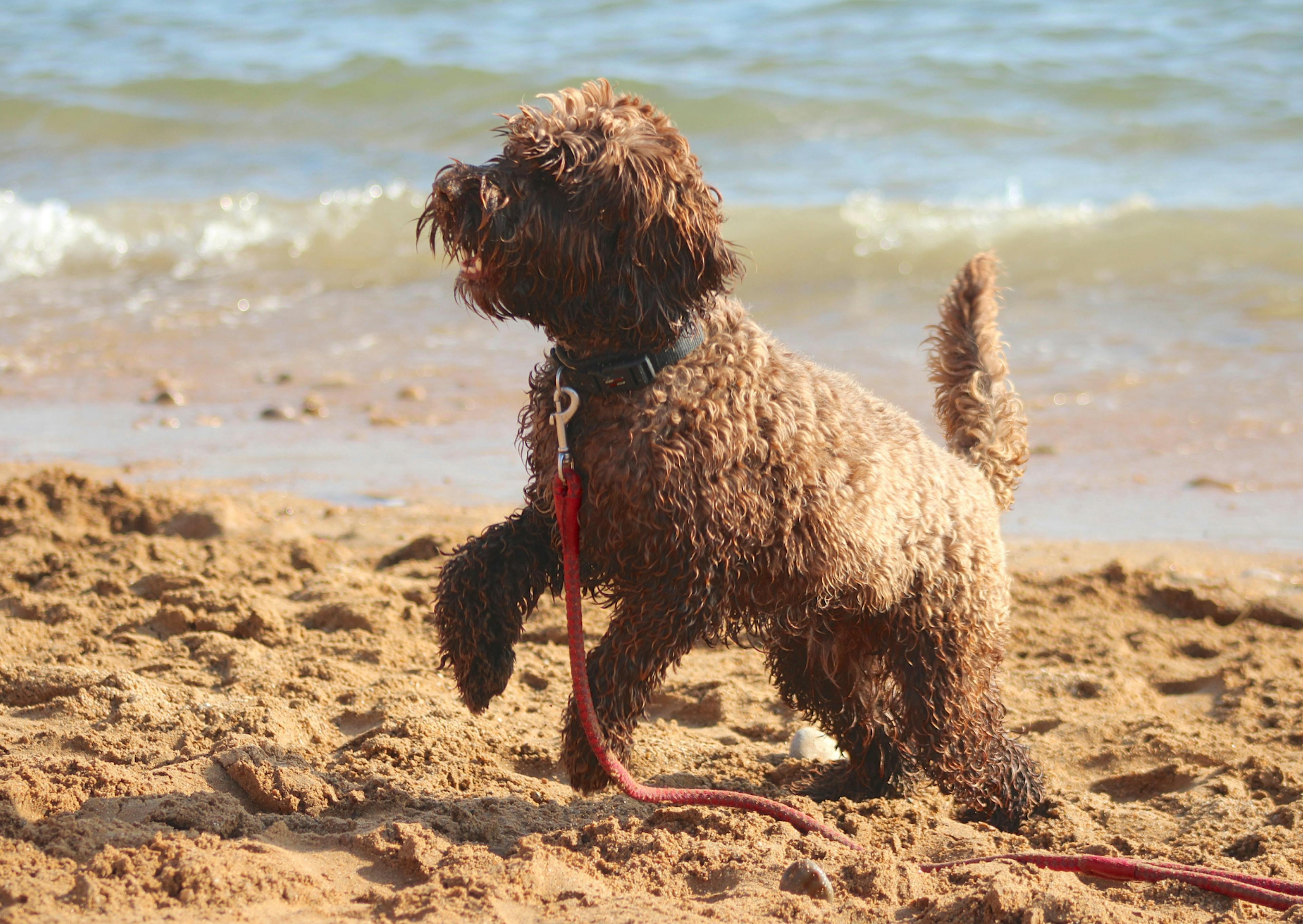 Cockapoo qui court dans le sable avec la mer en arrière plan