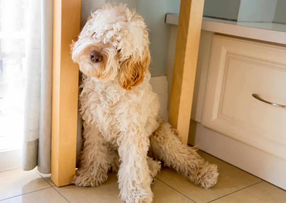 Cockapoo blanc assis sur du carrelage dans un coin d'un maison