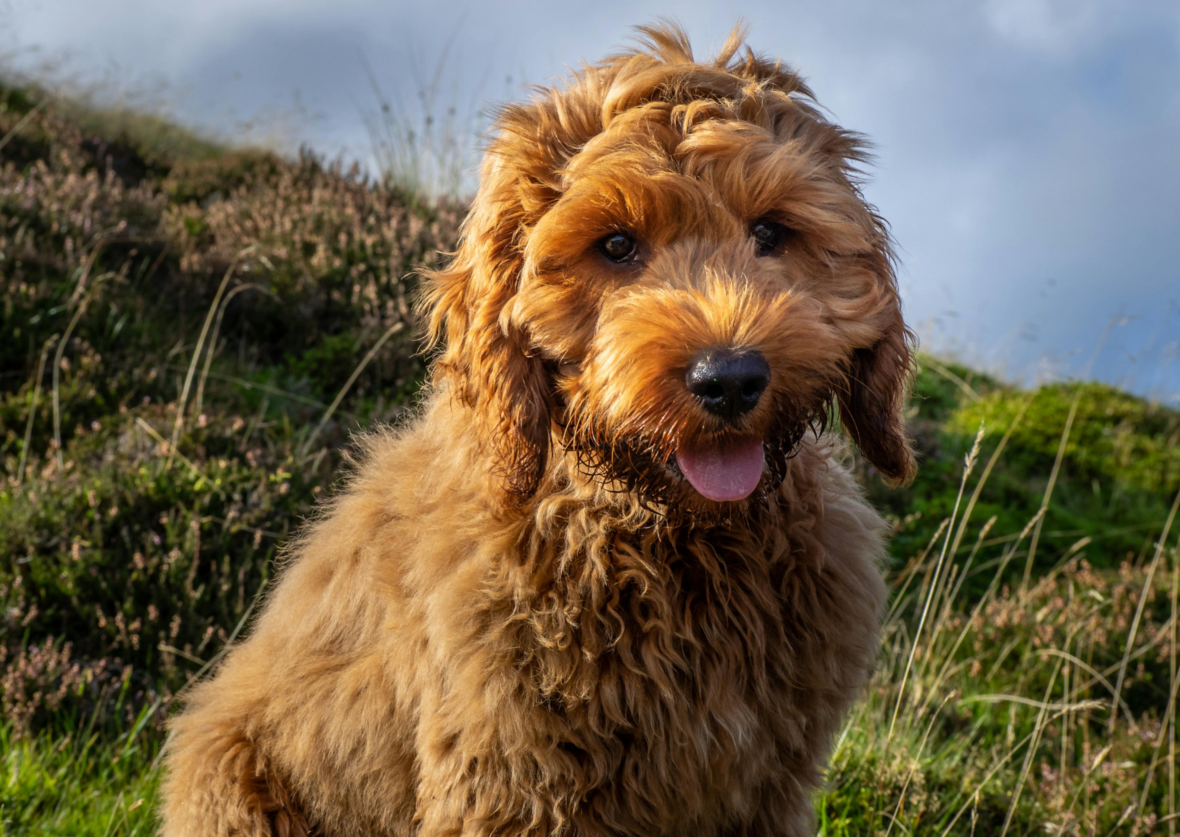 Cockapoo assis dans l'herbe et tire la langue face à l'objectif