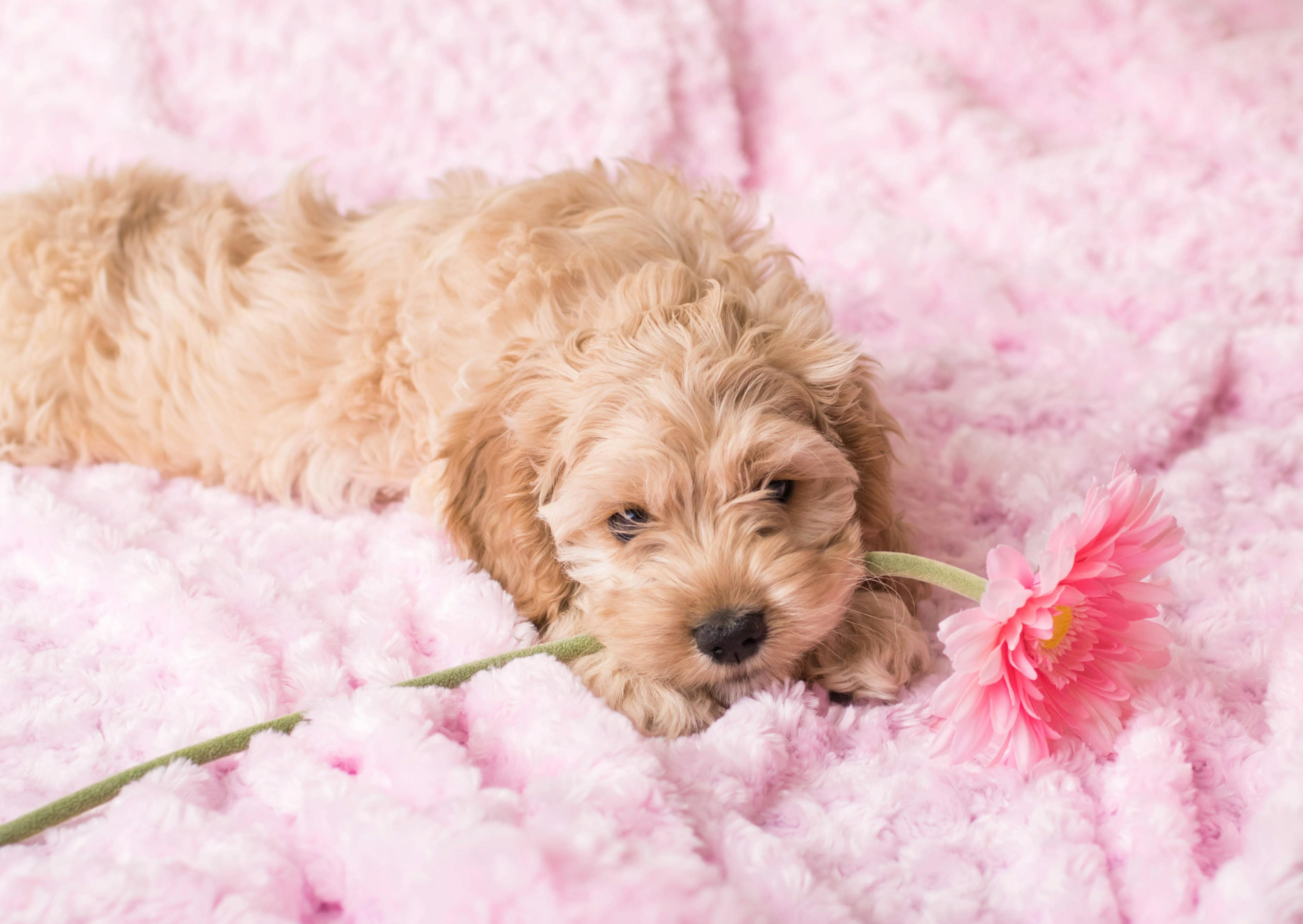 Cockapoo couché sur un plaid rose avec une fleur rose dans la gueule 