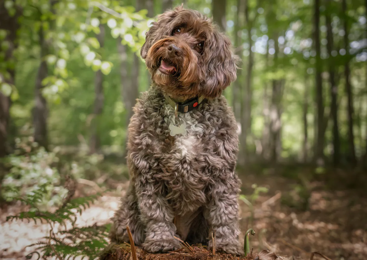 Cockapoo marron assis au milieu d'une forêt, il tourne légèrement la tête