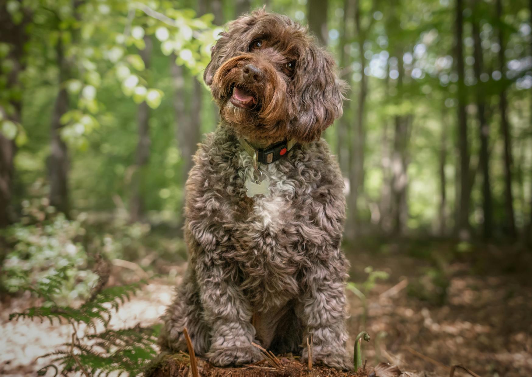 Cockapoo marron assis au milieu d'une forêt, il tourne légèrement la tête