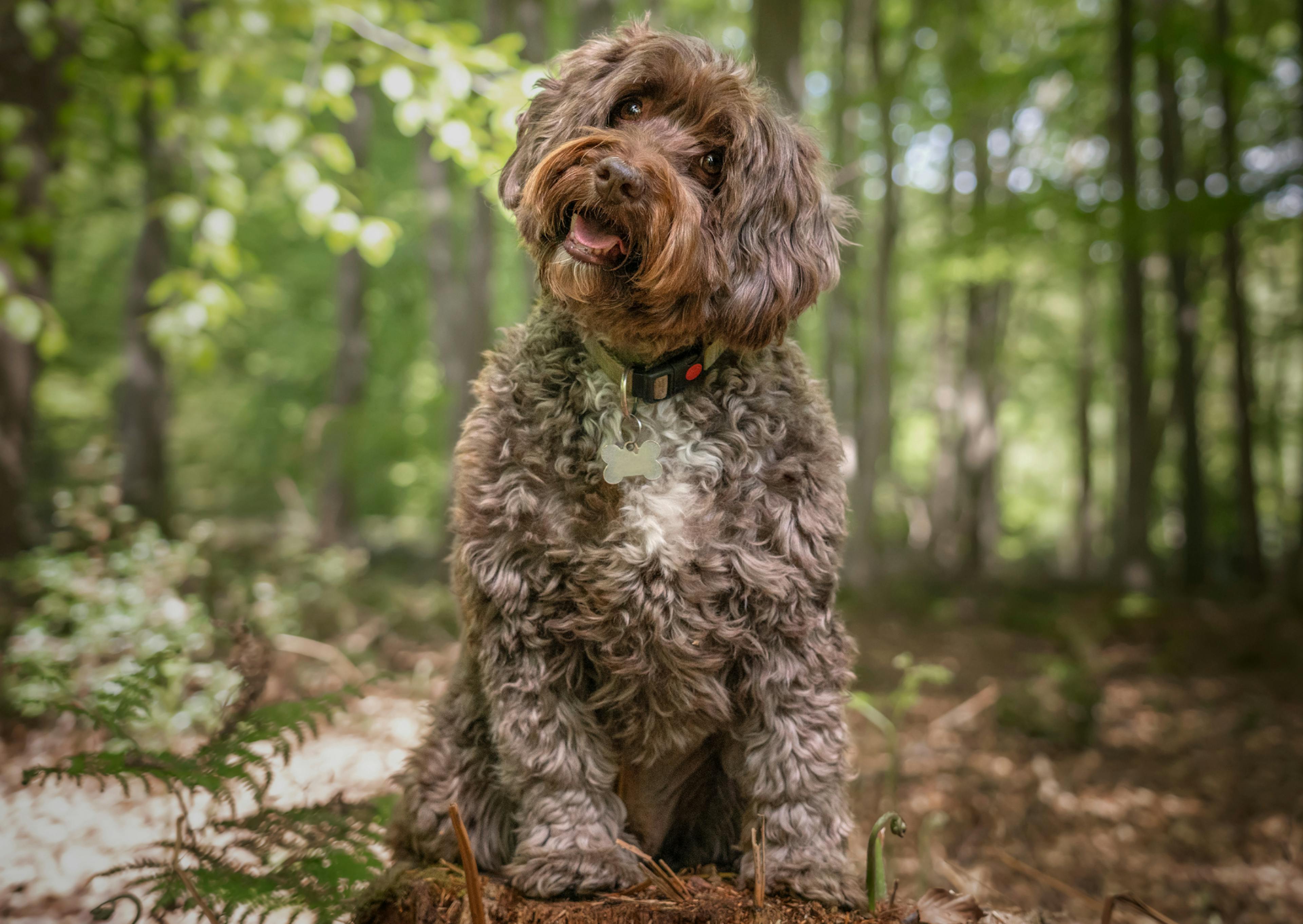 Cockapoo marron assis au milieu d'une forêt, il tourne légèrement la tête