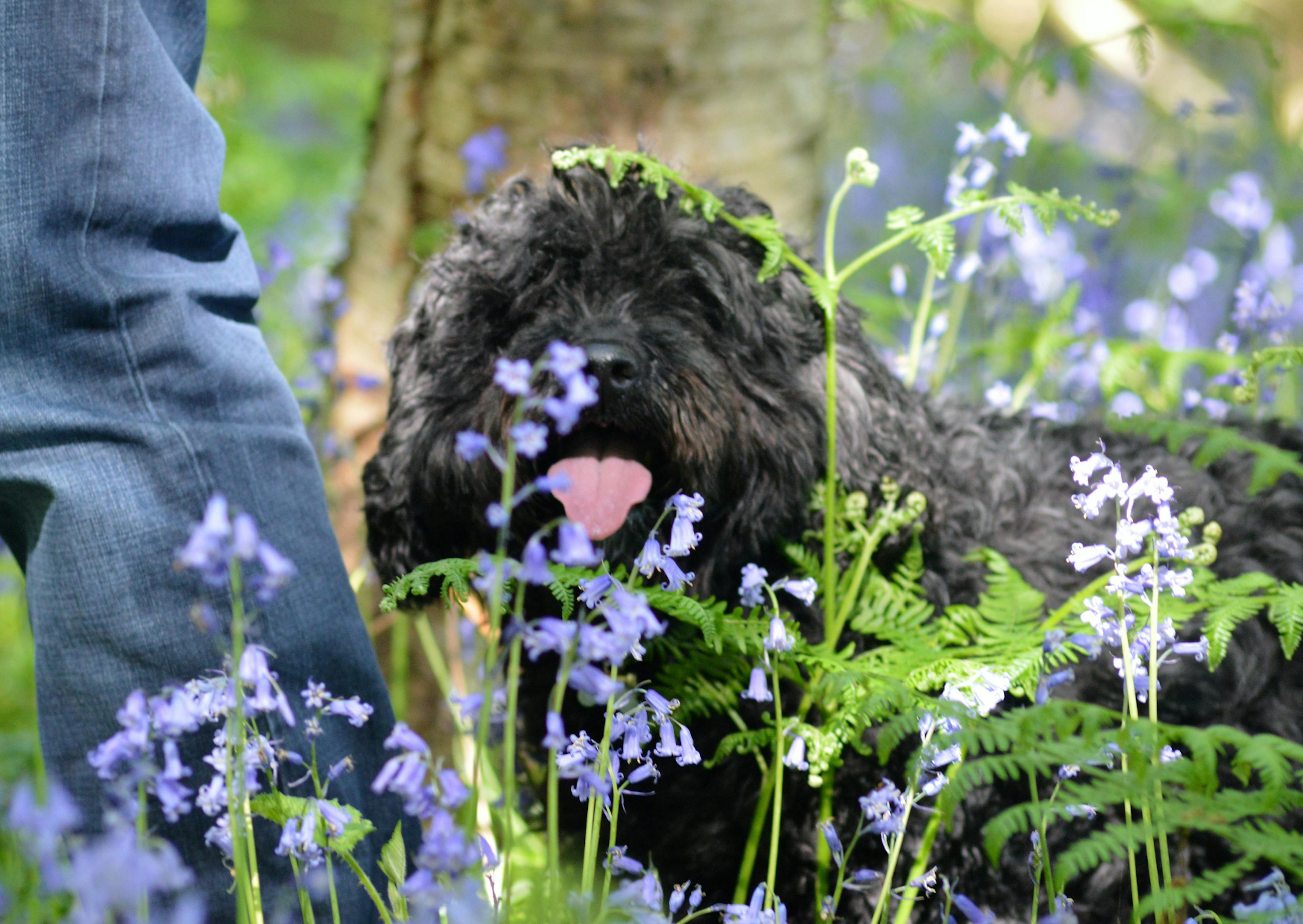 Cockapoo noir couché dans l'herbe, il y a beaucoup de fleurs autours de lui