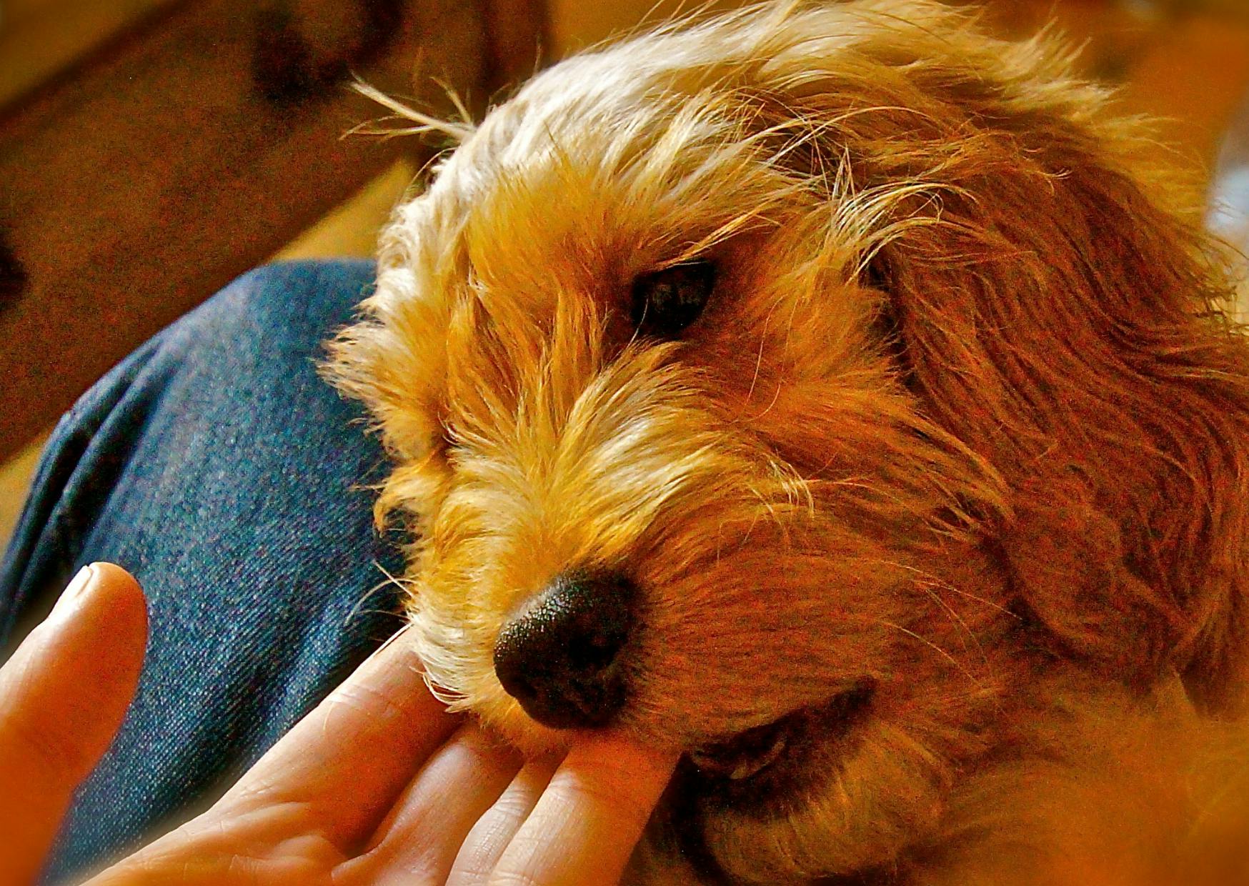 Cockapoo fauve qui mordille les doigts de son propriétaire