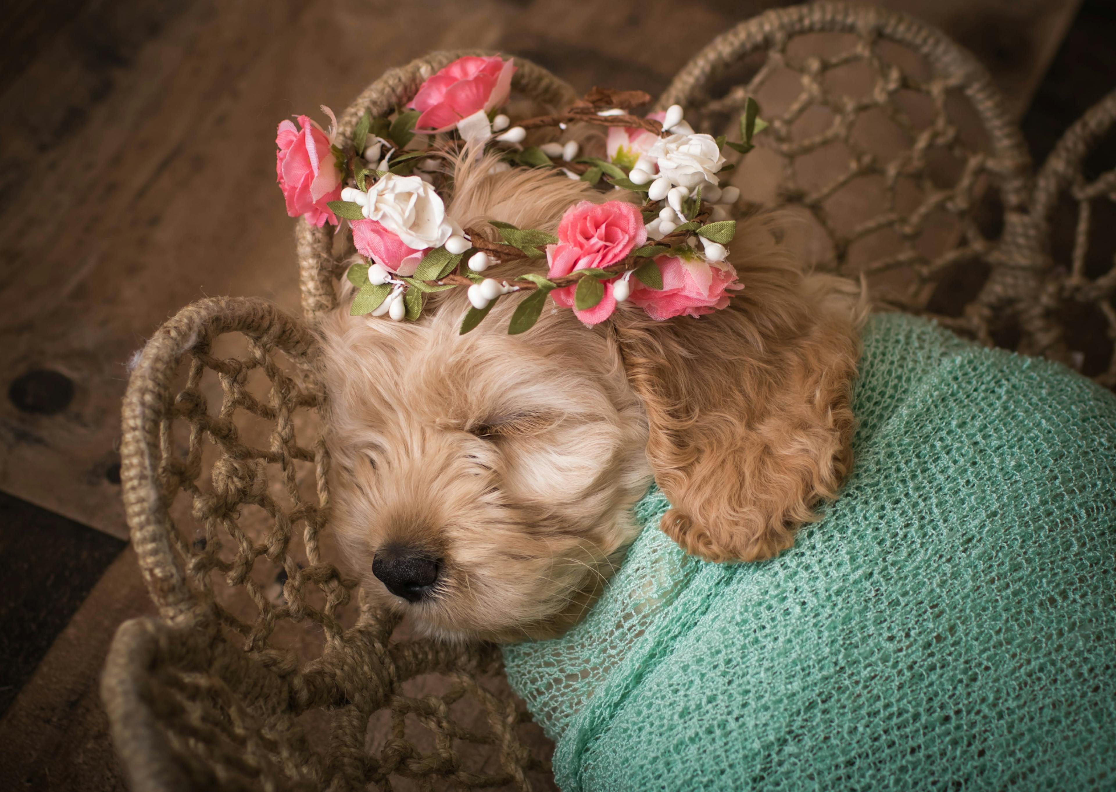 Cockapoo endormi avec une couronne de fleurs sur la tête 