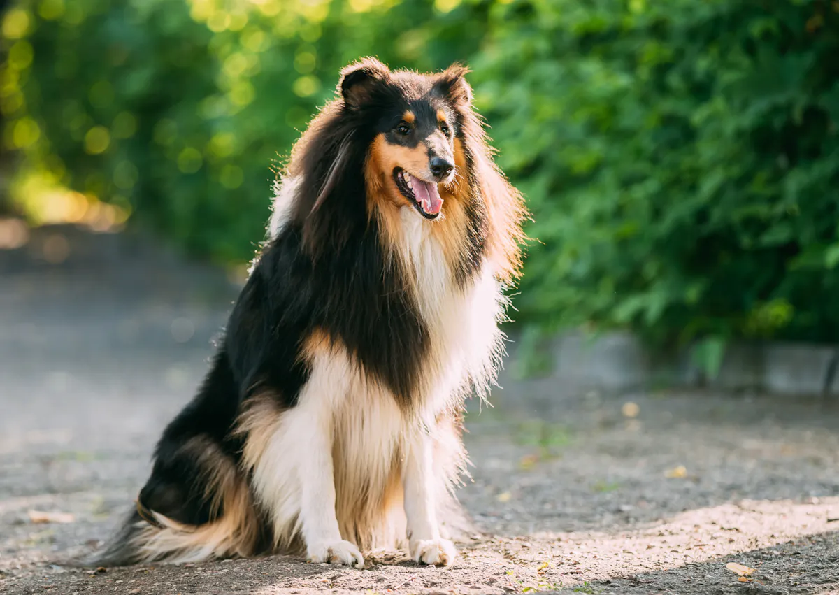 Colley assis à côté de buisson verts