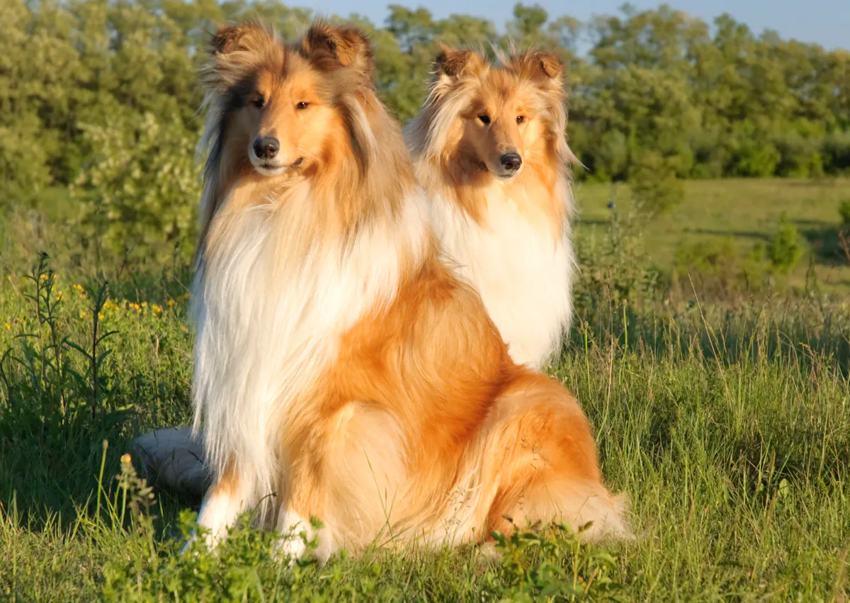 2 Colley assis l'un derrière l'autre dans un champs