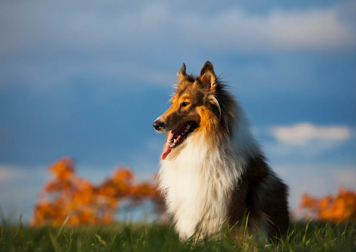 Colley assis sans l'herbe face au couché de soleil