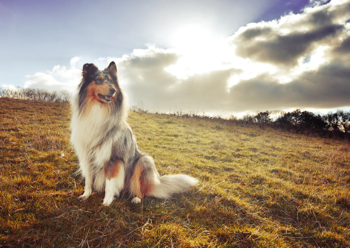 Colley assis dans un champs devant le couché de soleil