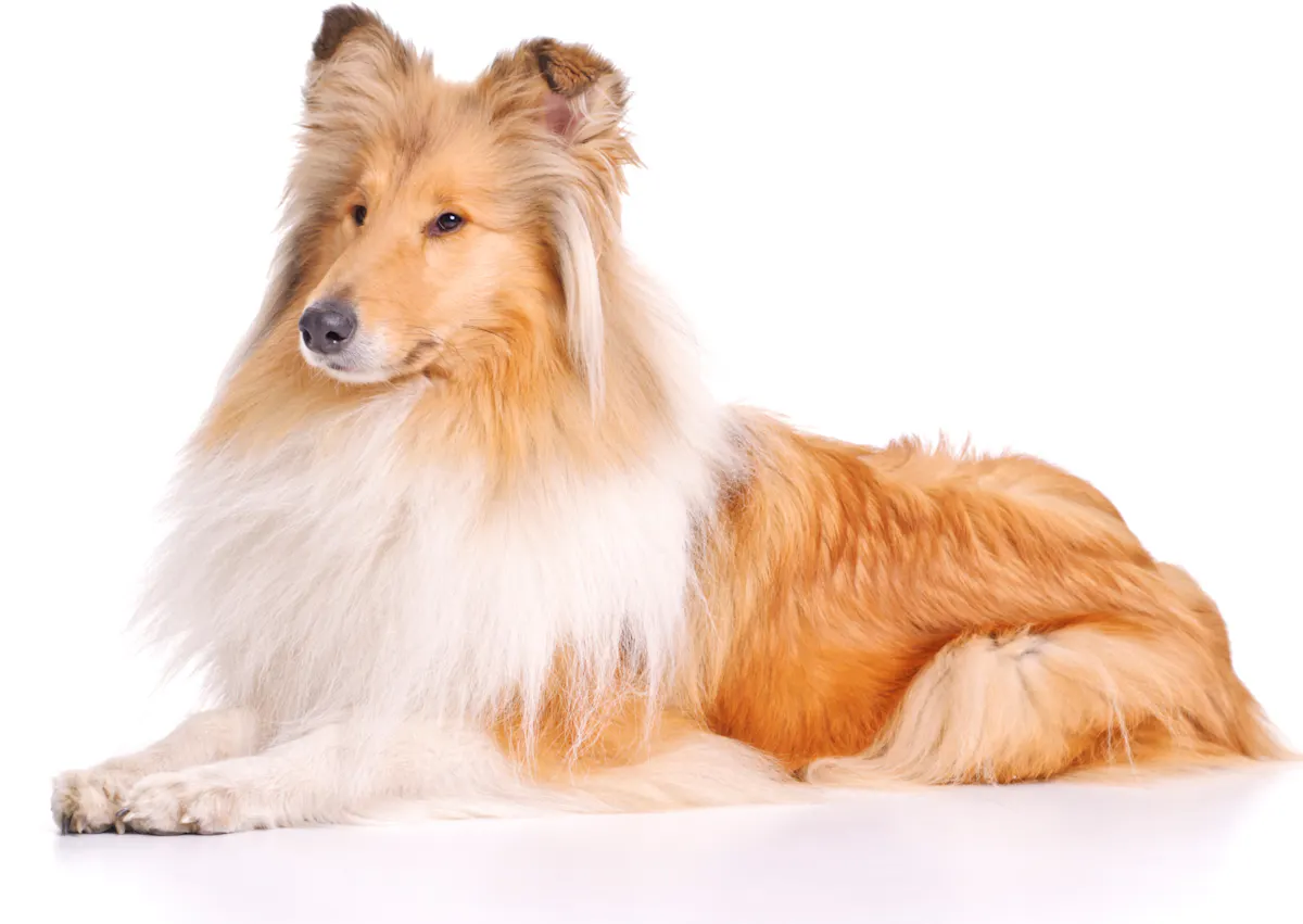 Colley couché et attentif à ce qui se passe