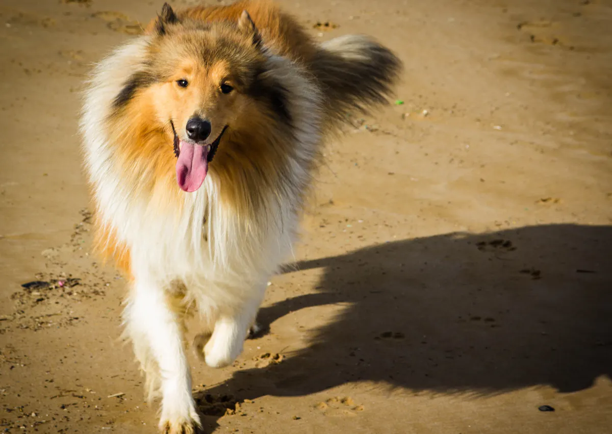 Colley qui marche sur la plage vers l'objectif
