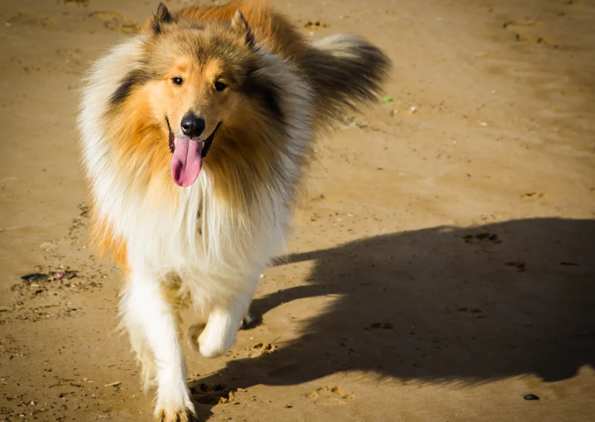 Colley qui marche sur la plage vers l'objectif