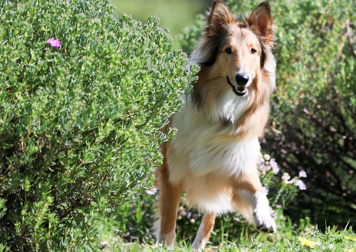 Colley qui se cache derrière un buisson en regardant l'objectif