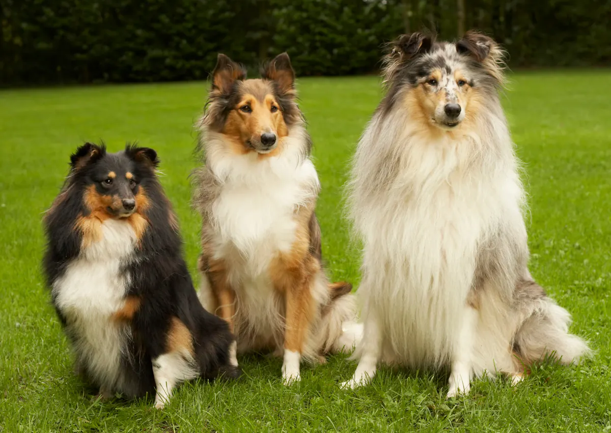 3 Colley de tailles différentes assis dans l'herbe face à l'objectif