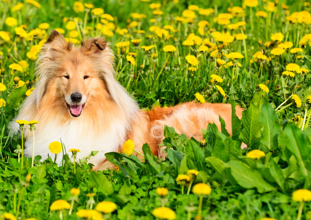 Colley allongé dans un champs de fleurs